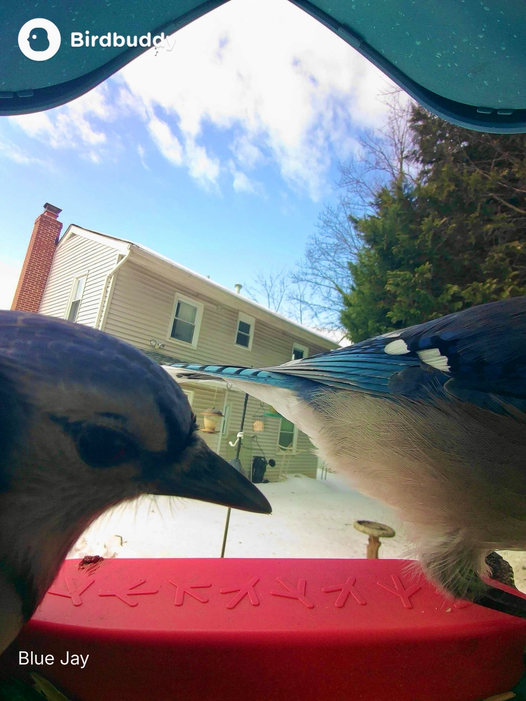 Two Blue Jays perch on a red feeder, with one facing away. A suburban house and evergreen trees are in the background. Text: Birdbuddy; Blue Jay.