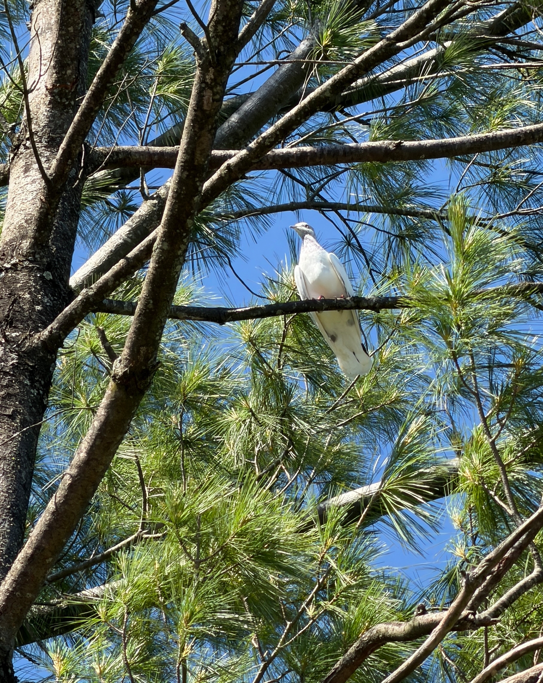 A white bird perches calmly on a tree branch amidst dense green pine needles under a clear blue sky.