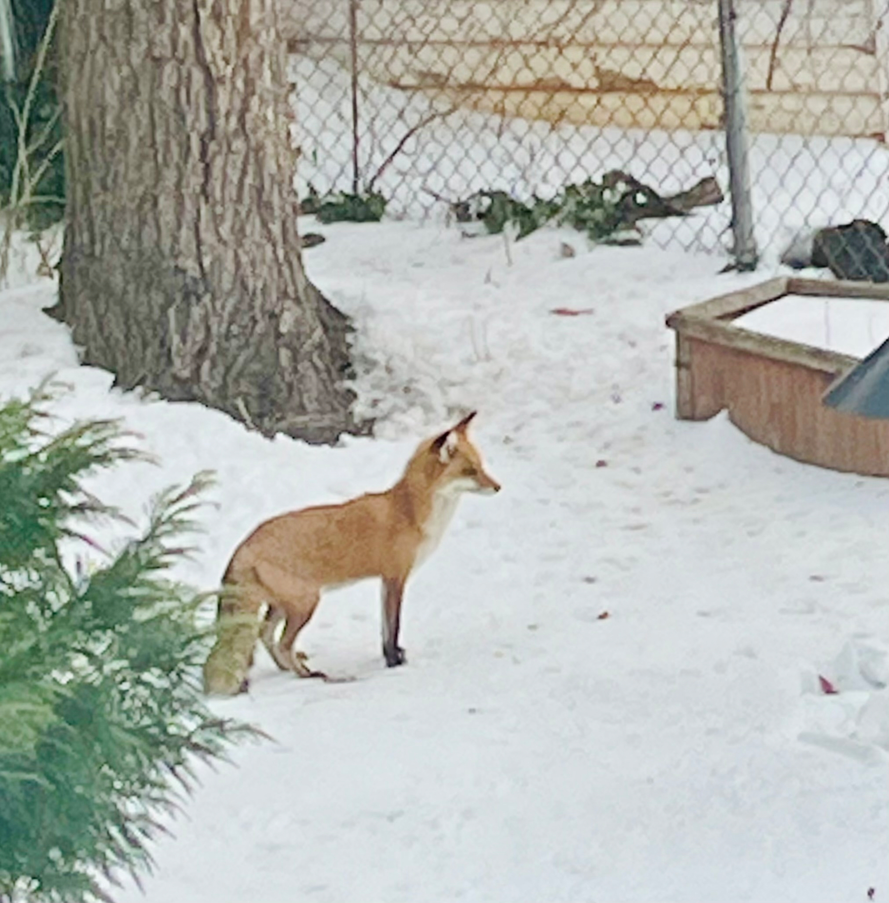 Fox standing alert on a snowy ground near a tree, with a chain-link fence and wooden structure in the background, surrounded by greenery.
