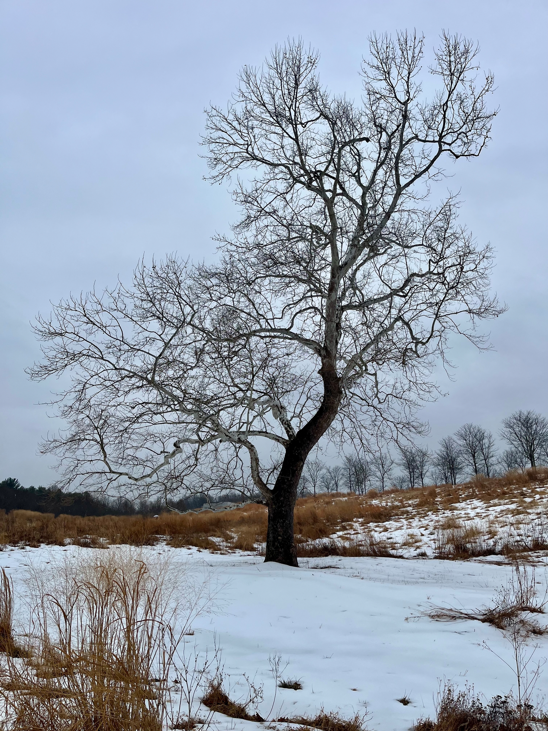 A bare tree, standing motionless, rises amidst a snow-covered field. Grassy, snow-dusted hills and distant leafless trees extend into the overcast sky.