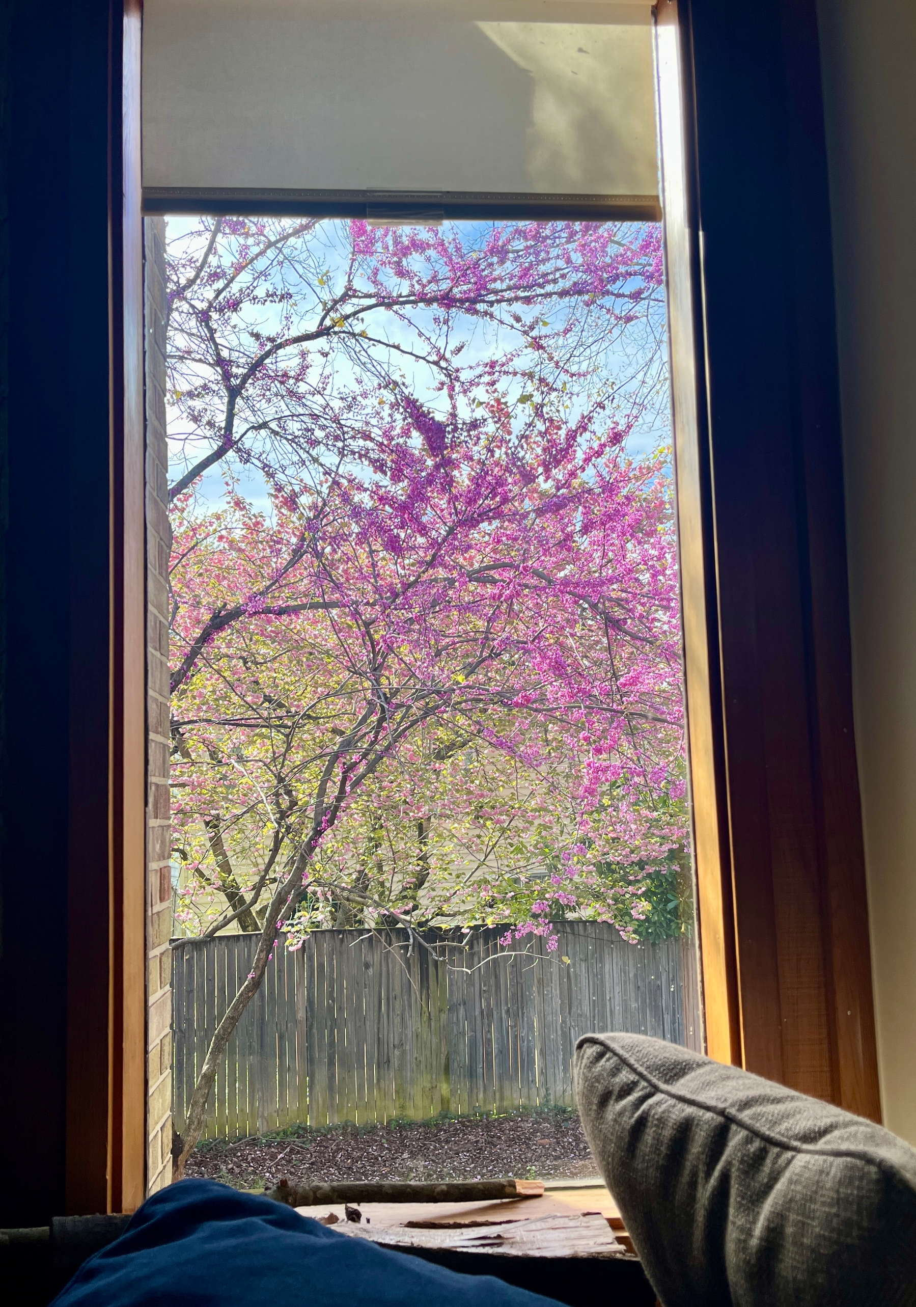 Tree with vibrant pink blossoms visible through a large window, framed by wooden panels, with a sofa corner in the foreground and a wooden fence outside.