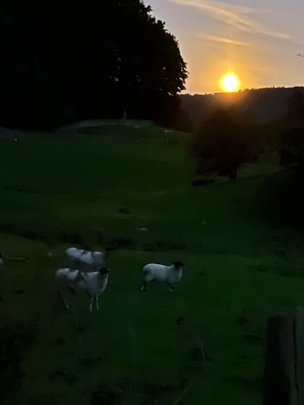 Moon shot with sheep in foreground 
