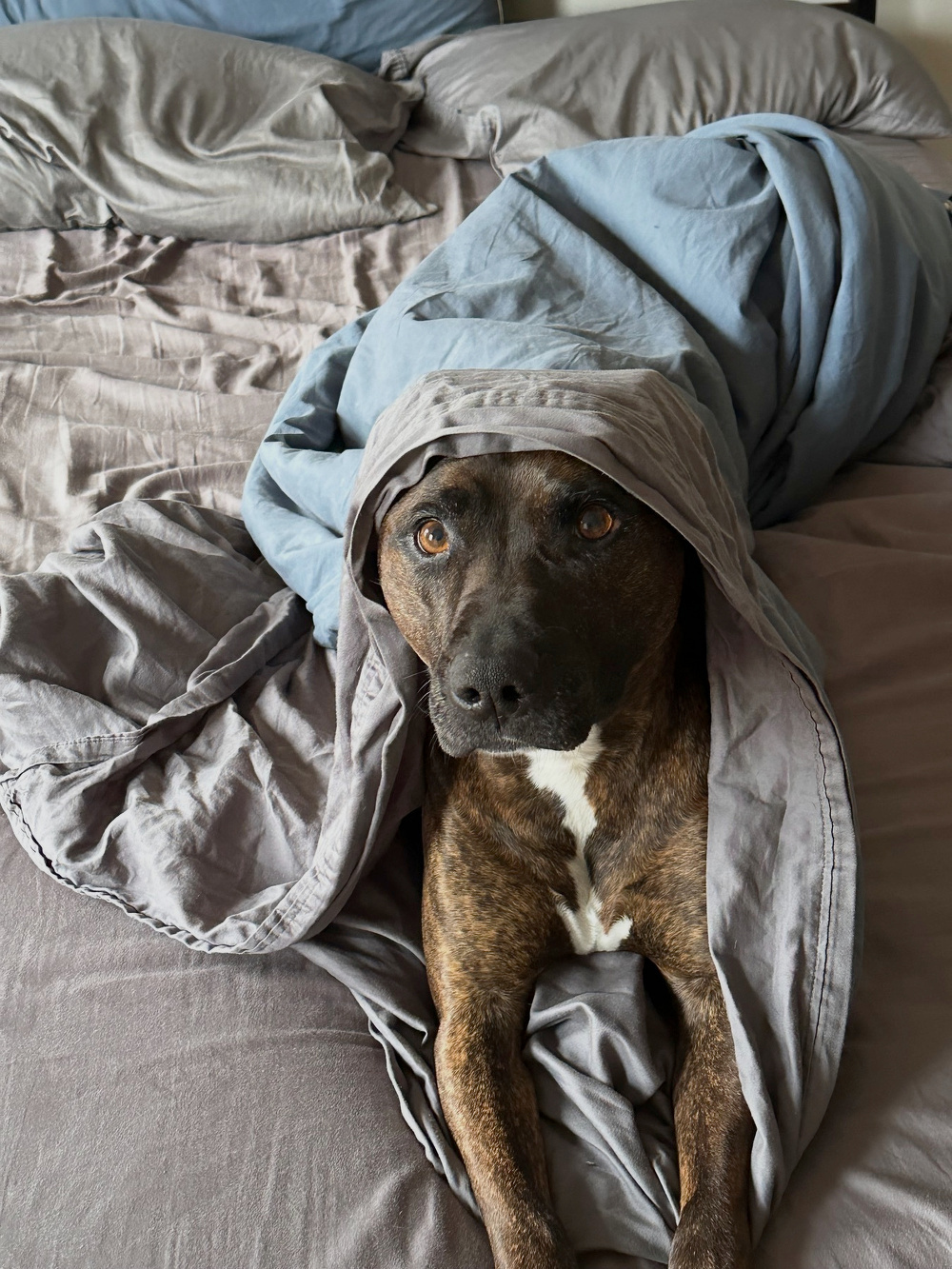A dog is wrapped snugly in gray blankets on a bed, peeking out with an inquisitive expression.