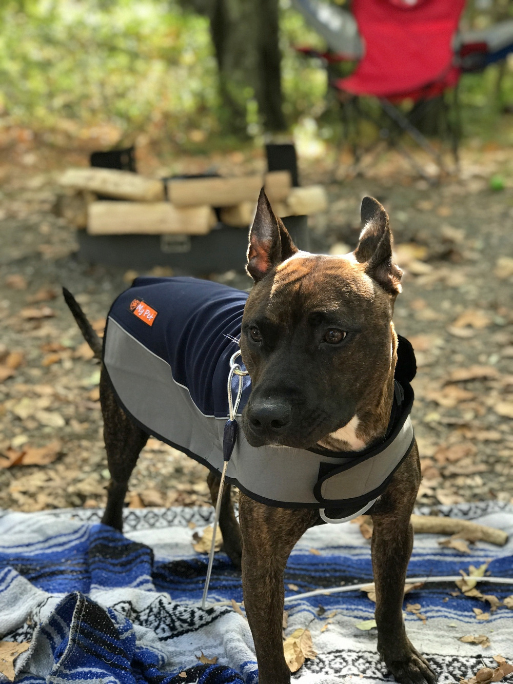 A dog wearing a coat is standing on a blanket in a wooded area near a campfire setup.