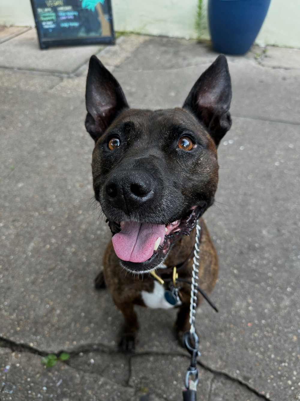 A happy dog with a leash is sitting on a sidewalk, looking up.