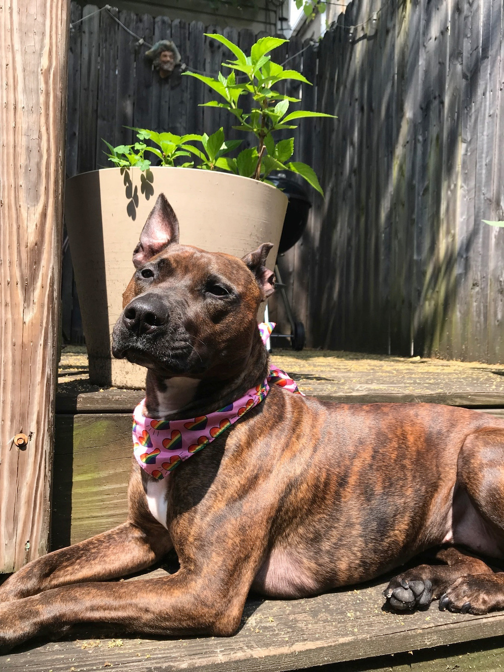A dog with a colorful bandana relaxes in the sun on a wooden deck, with a potted plant and wooden fence in the background.