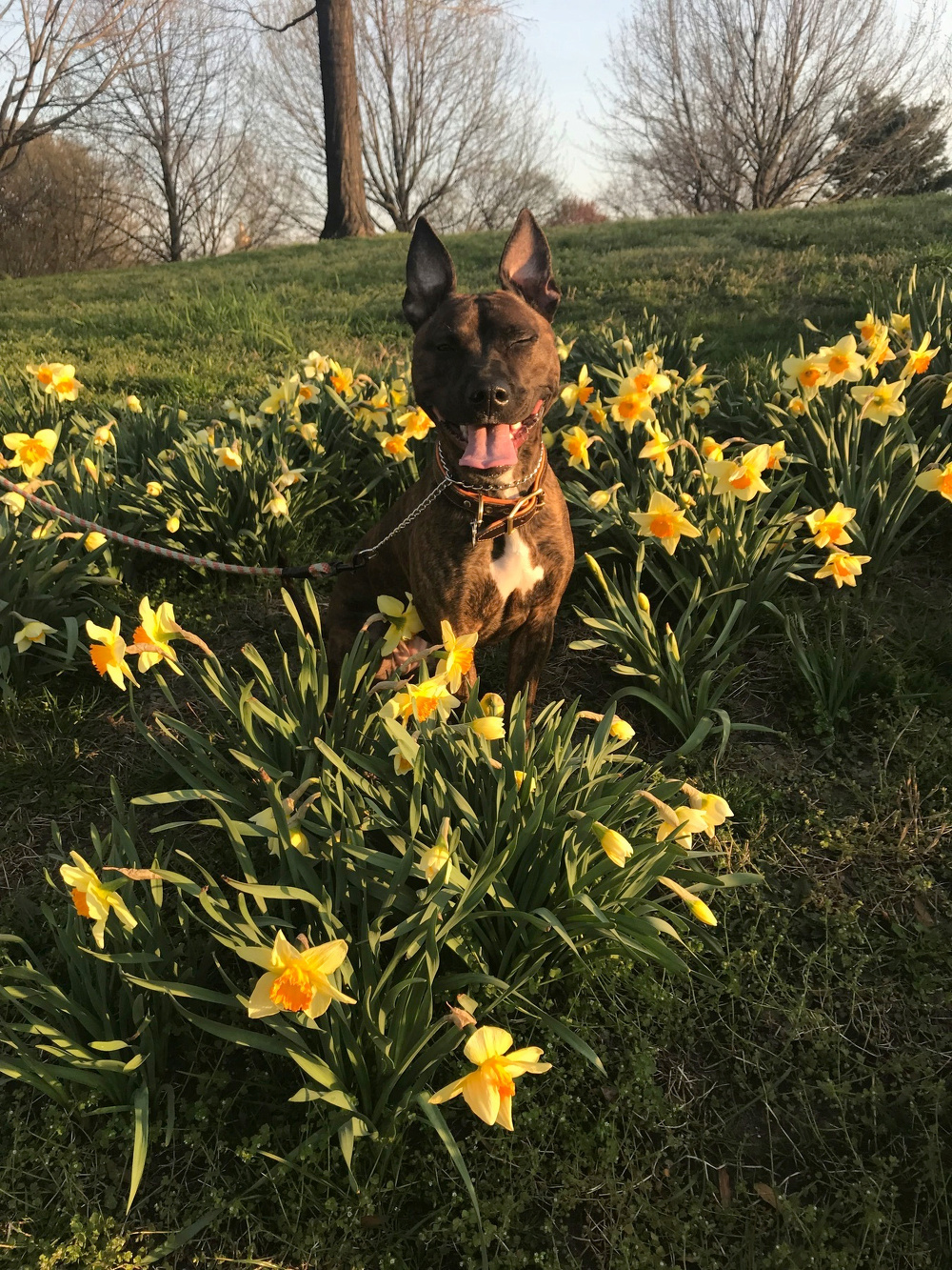 A dog with a brindle coat is sitting among a patch of yellow daffodils on a grassy field.