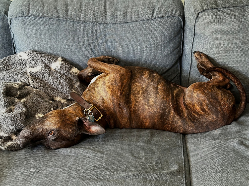 A dog with a brindle coat is lying belly-up on a gray sofa next to a blanket.