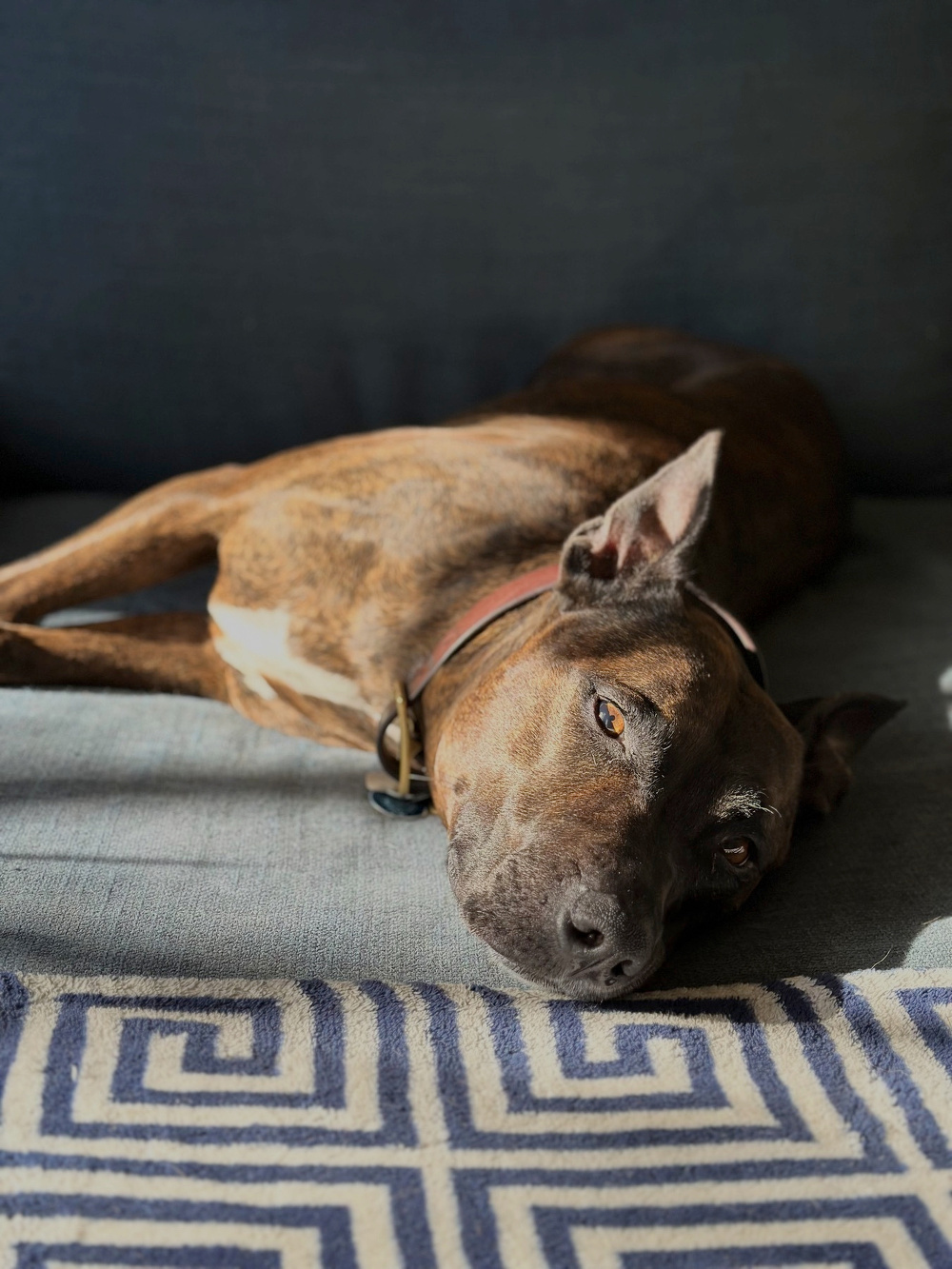 A dog with a brindle coat is lying on its side on a patterned fabric surface, basking in sunlight.