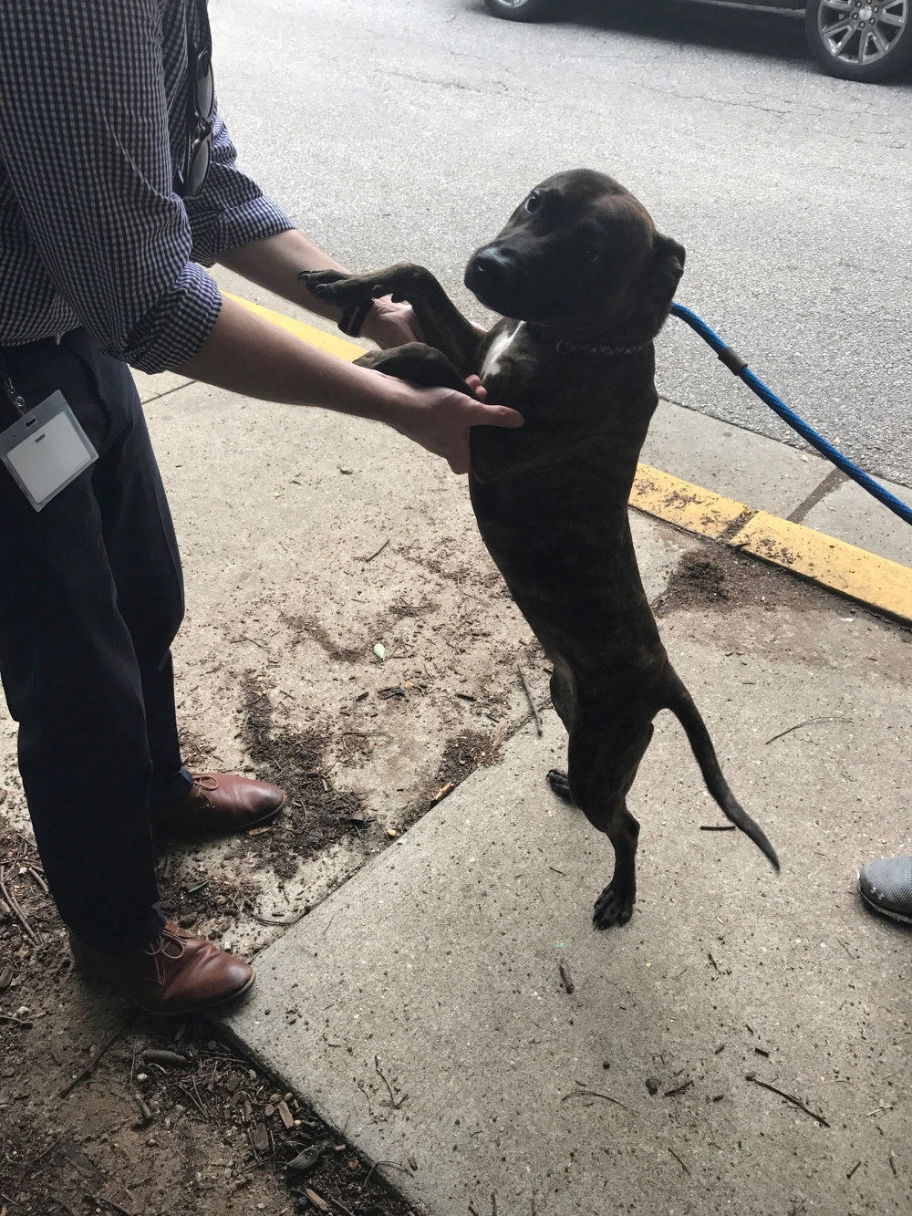 A brown dog on a leash is standing on its hind legs holding the hands of a person on a sidewalk.