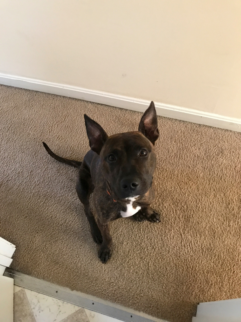 A brown dog with pointy ears sits on a carpeted floor, looking up.