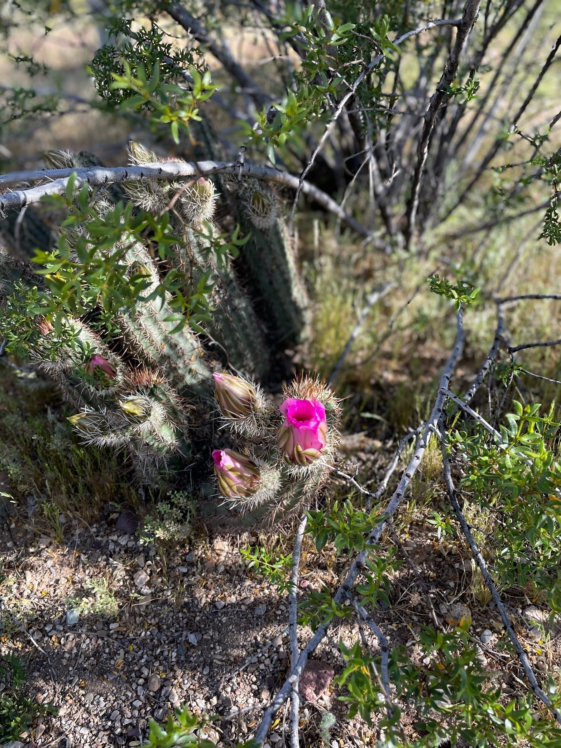 Small cactus bloom