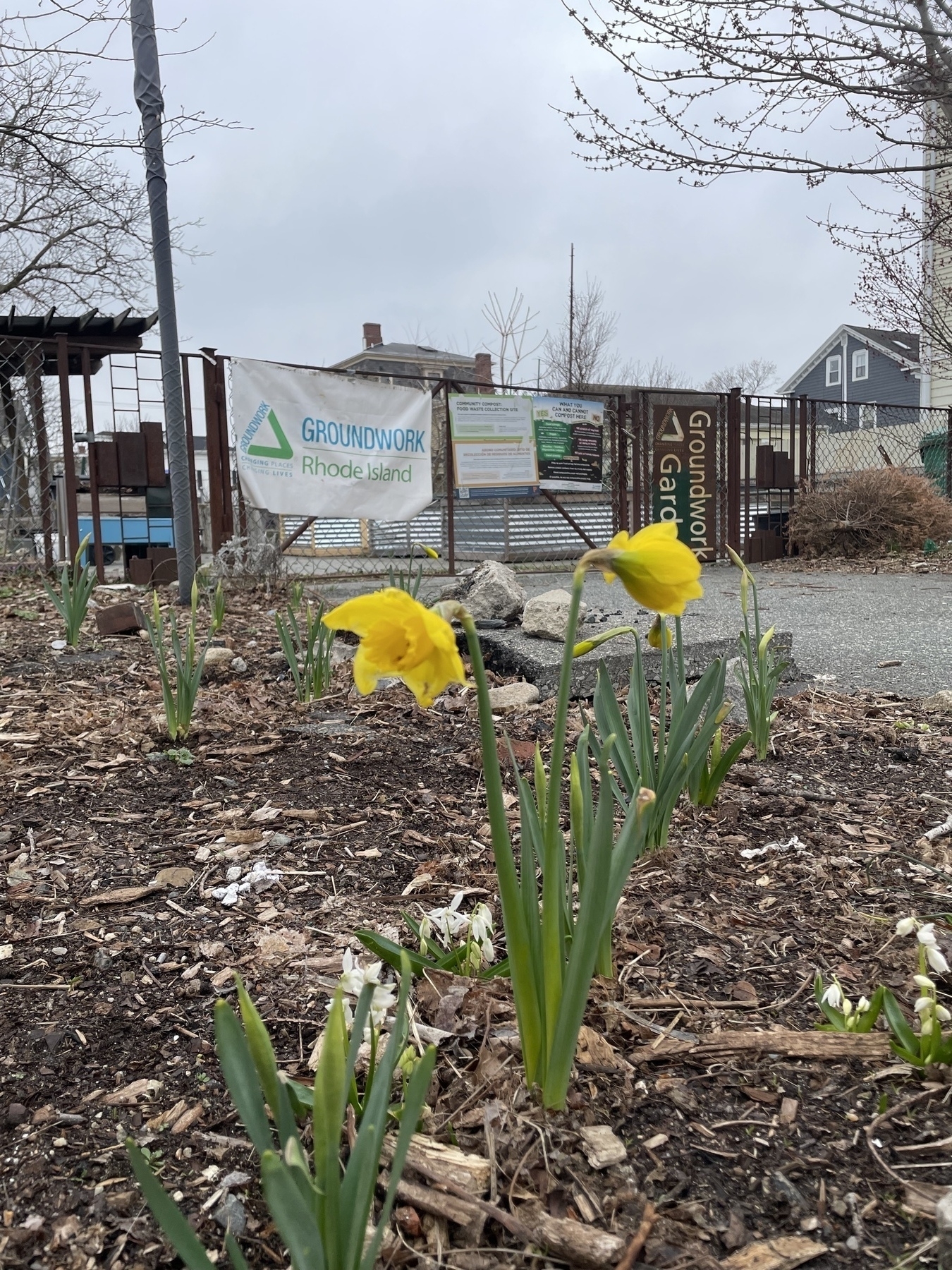 At foot-level, a yellow daffodil grows through some mulch along with other shoots of plants almost ready to bloom. Behind the mulch, a sidewalk path leads to a closed brown metal gate with signs for Groundwork Rhode Island. The top floors of apartment houses are in the background. 