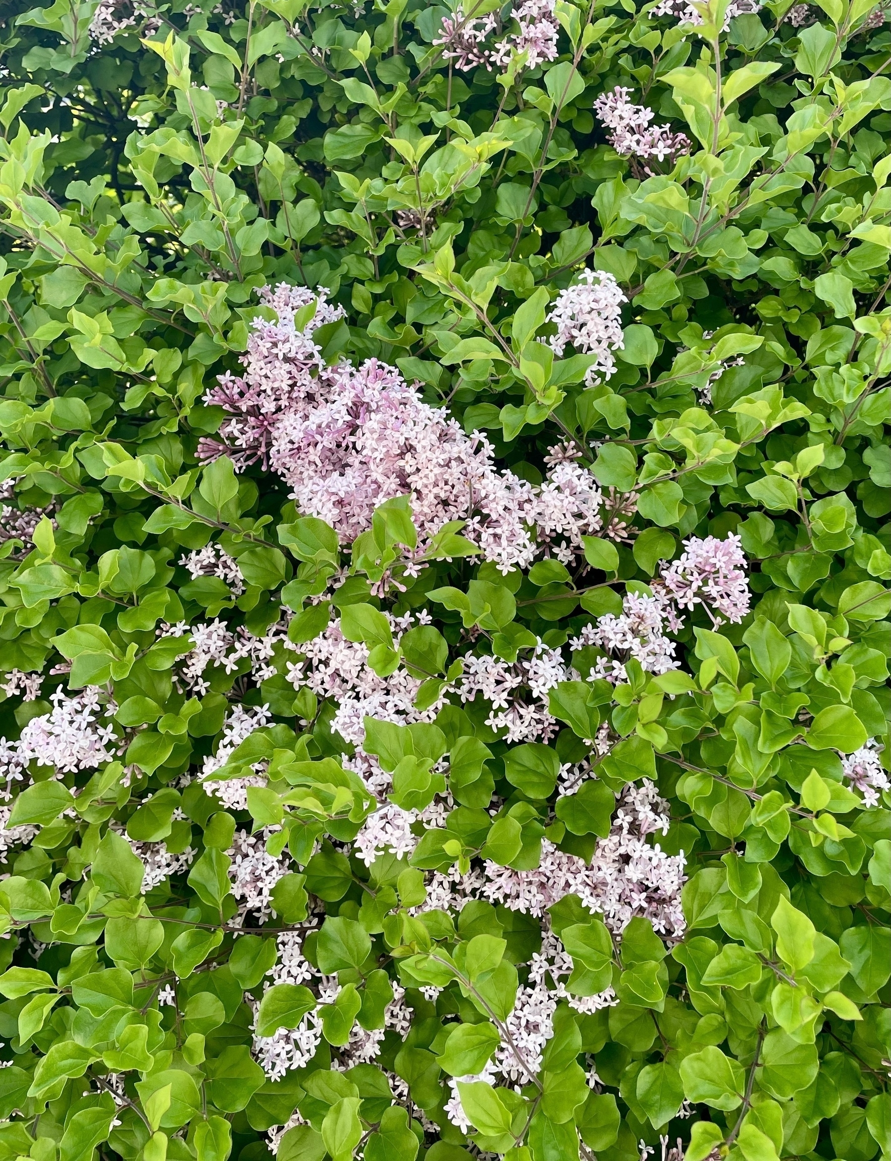 Bunches of small light purple lilac flowers peeking out from a thick bush of green leaves. 