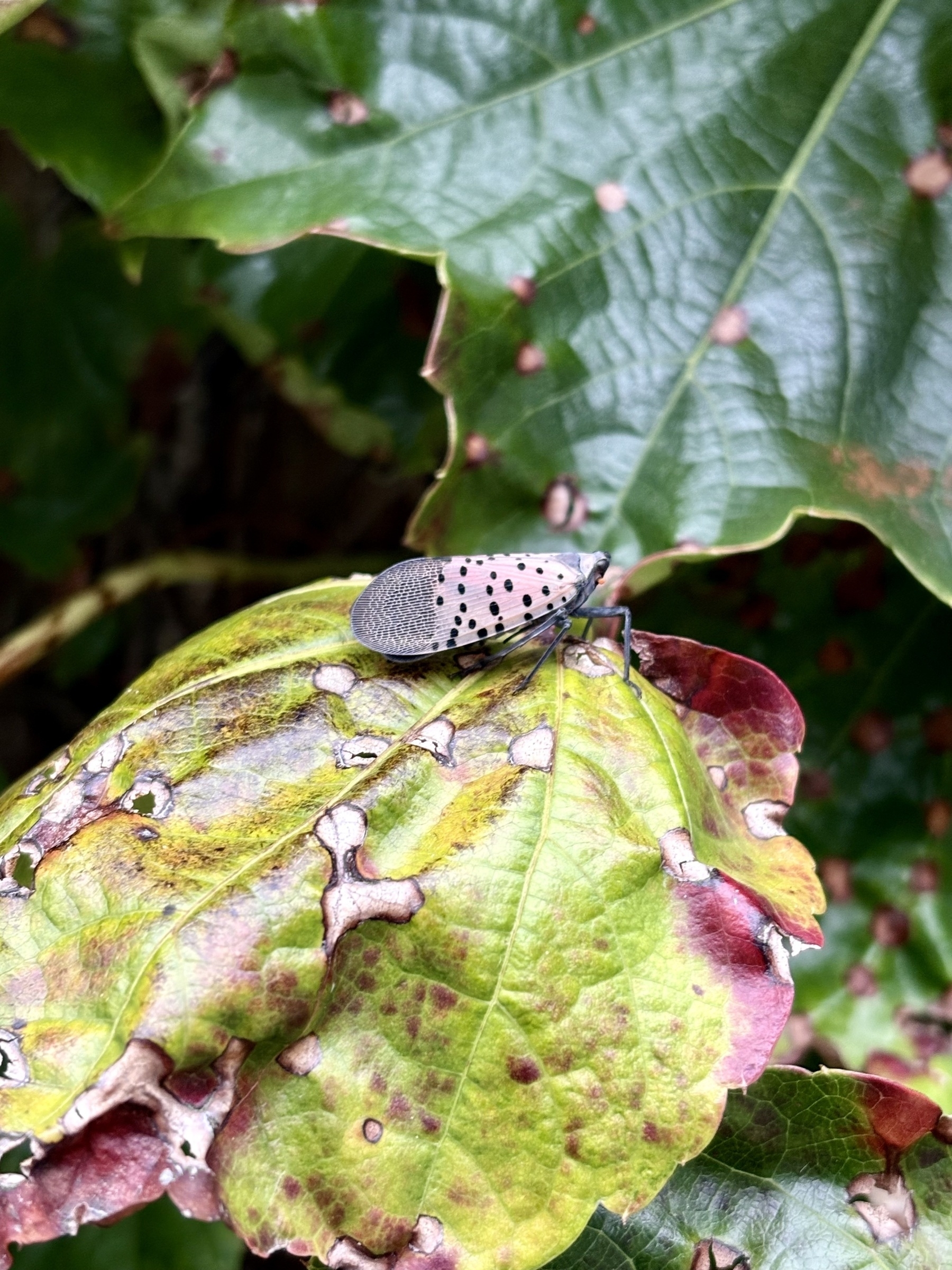 A spotted lanternfly perches on a partially eaten leaf amidst surrounding greenery.