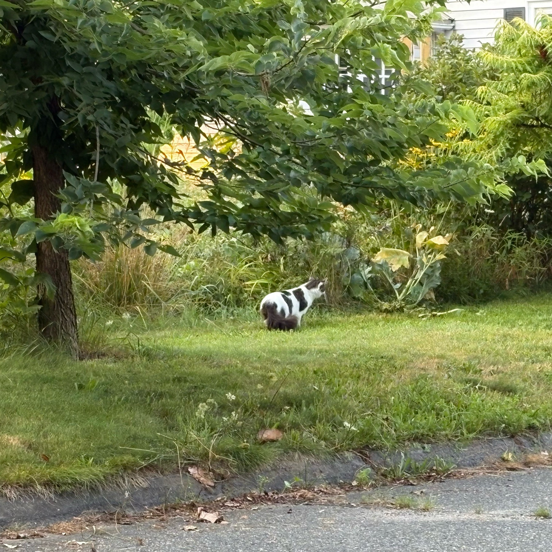 A zoomed in image of a black and white cat stalking through some grass at the edge of a garden left fallow.