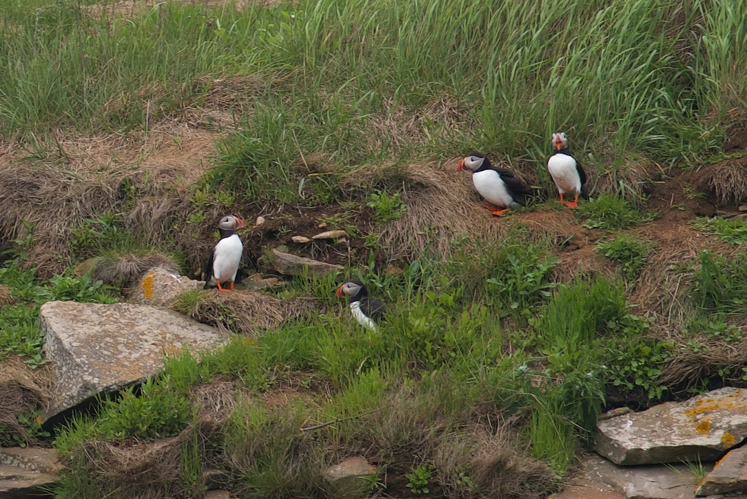Four puffins are perched on a grassy and rocky hillside.