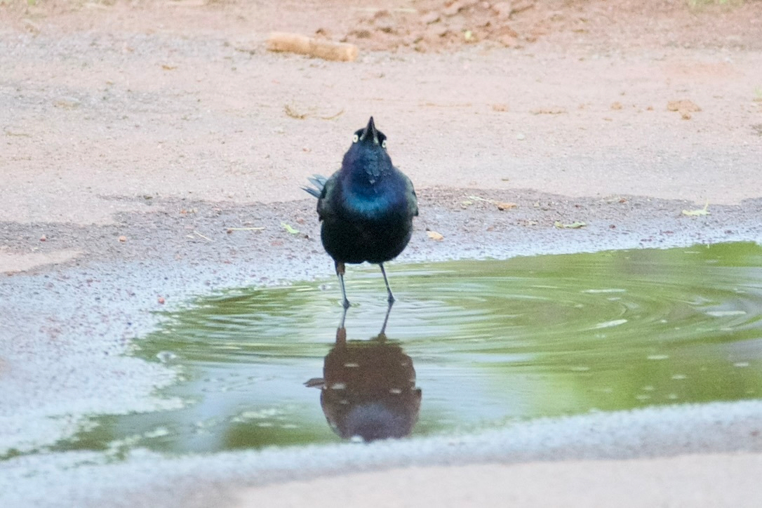 A black bird is standing and looking upward while reflected in a small puddle of water on a dirt surface.