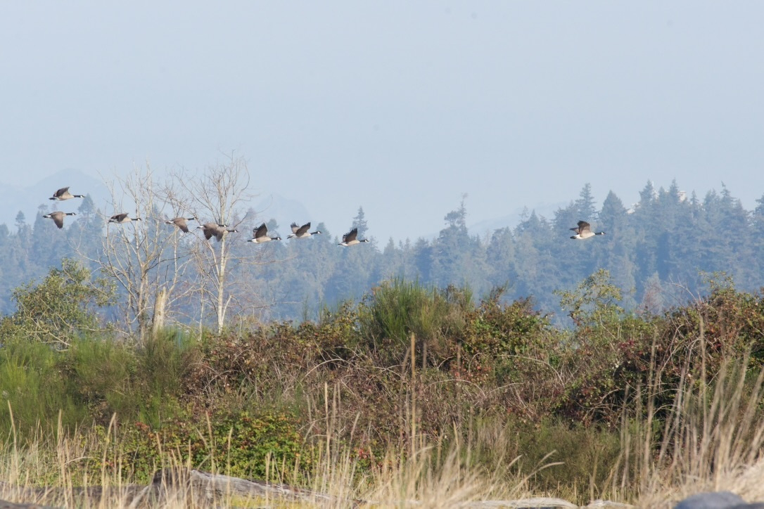 A flock of birds is flying above a dense area of bushes and trees with a backdrop of forested hills.