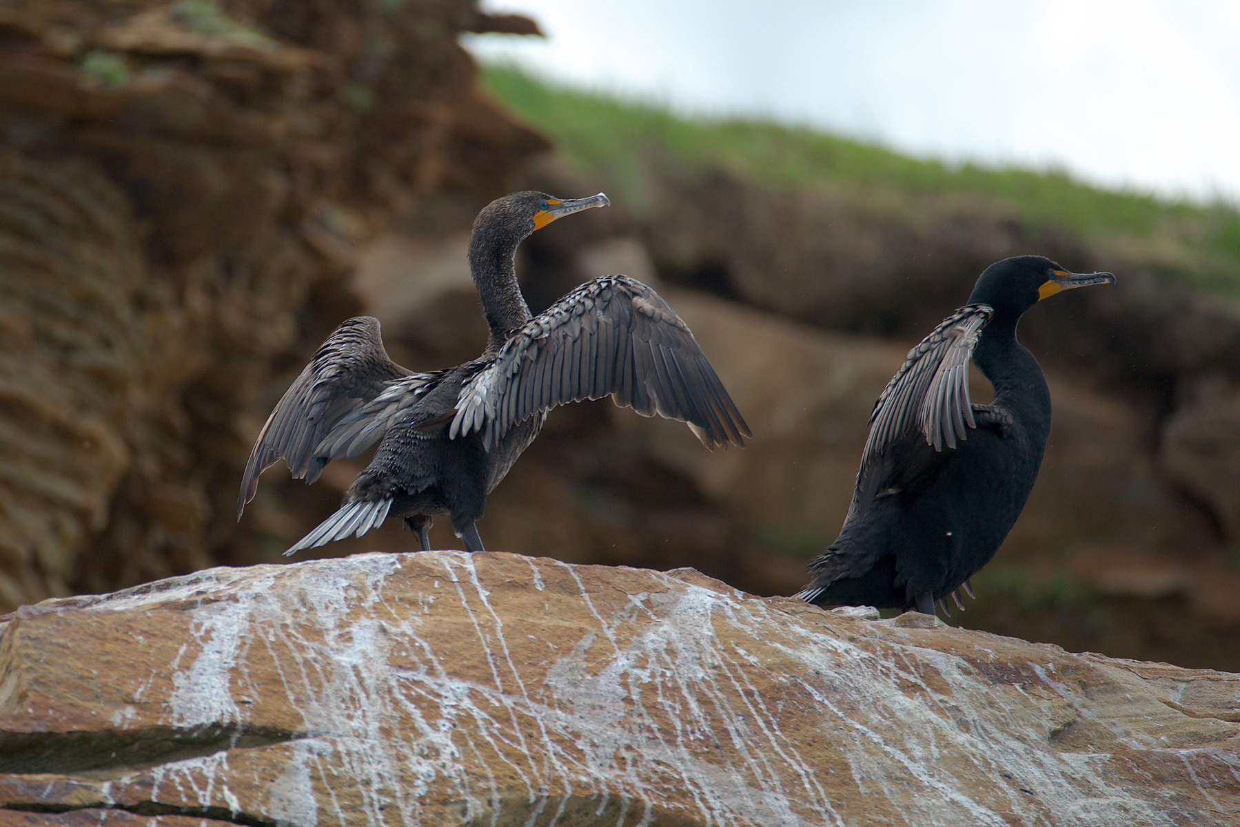 Two cormorant birds are perched on a rock, with one spreading its wings and the other resting.