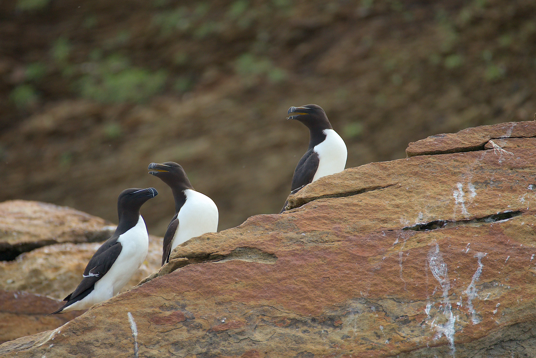 Three razorbills sit in a row on a rocky surface with a blurred natural background.