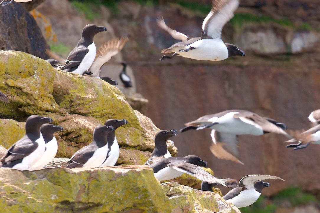 A group of seabirds, some perched on rocky cliffs and others in flight, are gathered near a coastal area.