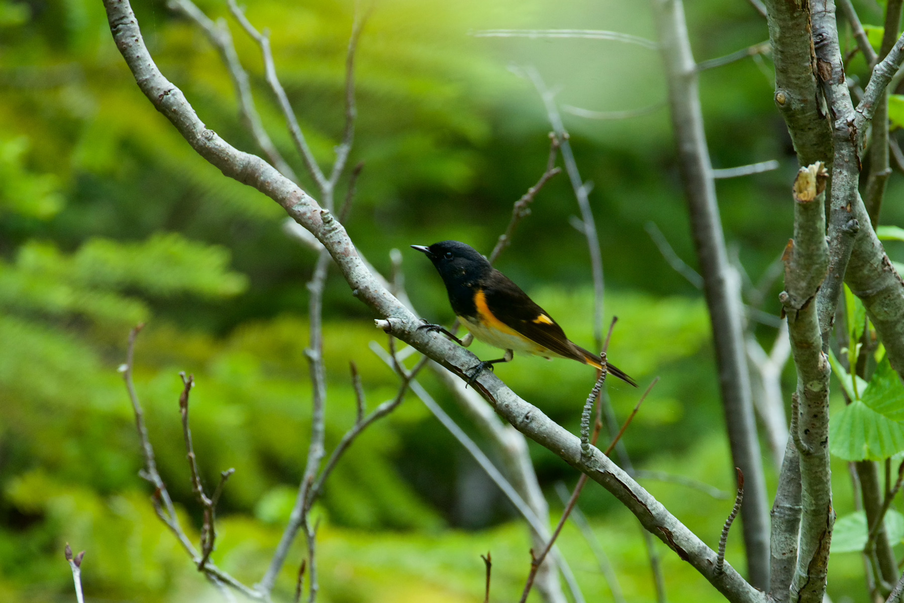 A small bird with black and orange plumage is perched on a slender branch amidst green foliage.