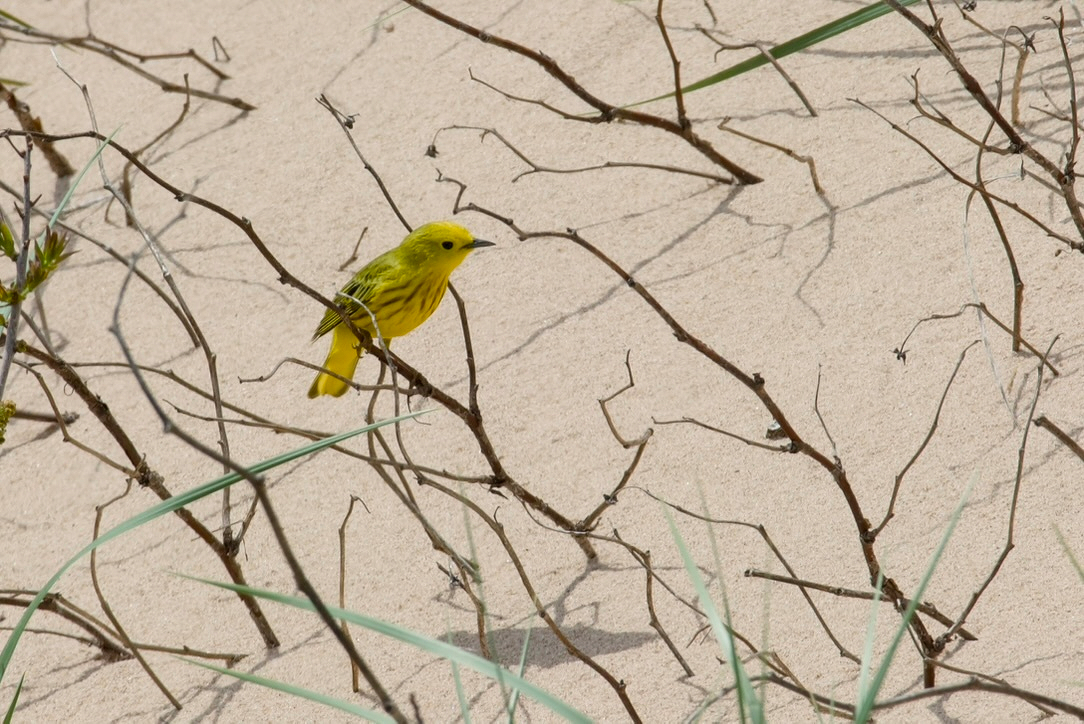 A small yellow bird with streaks on its chest is perched on a thin, leafless branch against a sandy background.