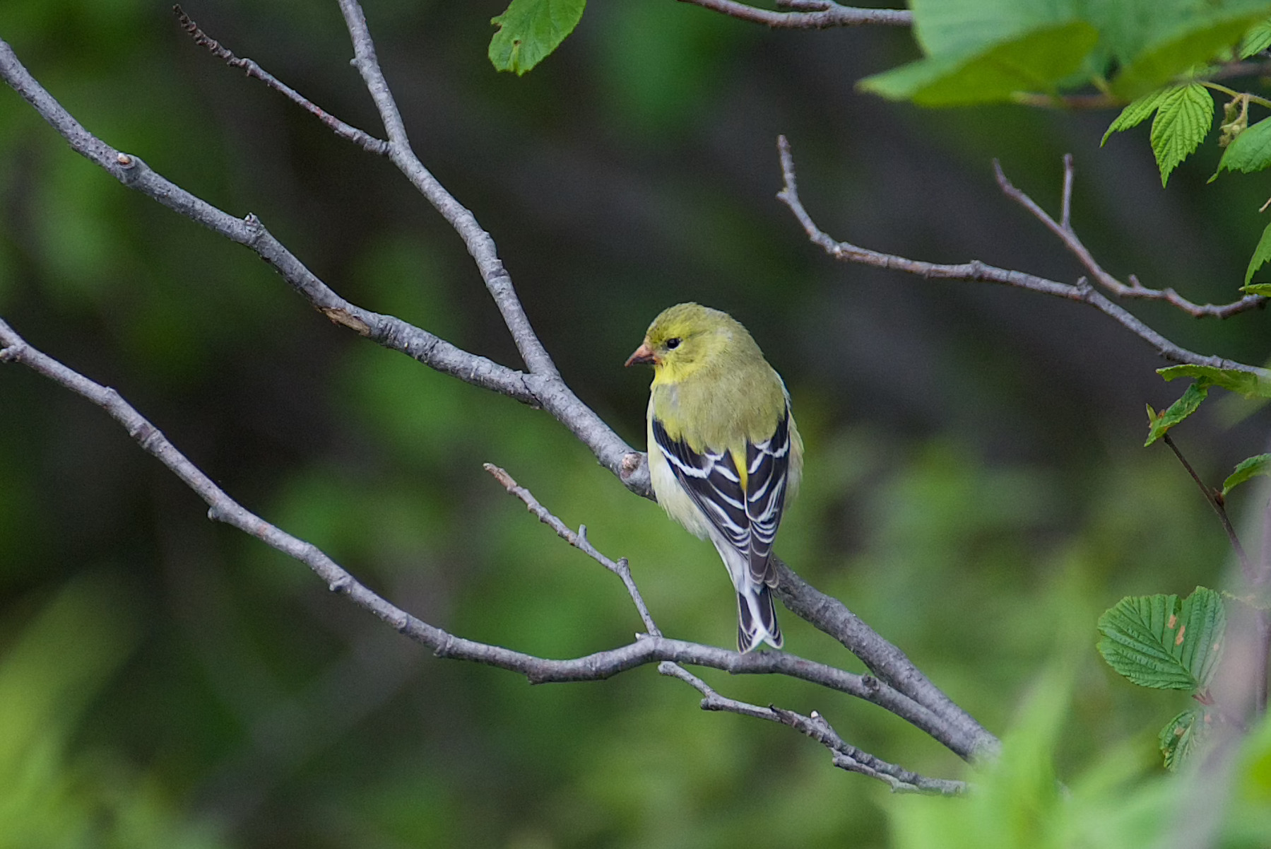 A small yellow bird with black and white wings is perched on a thin tree branch surrounded by green foliage.