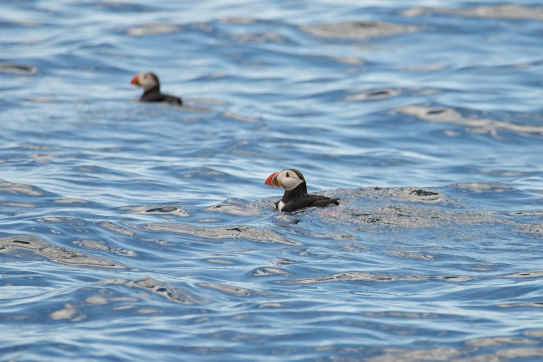 Two puffins are swimming in calm, rippling blue water.