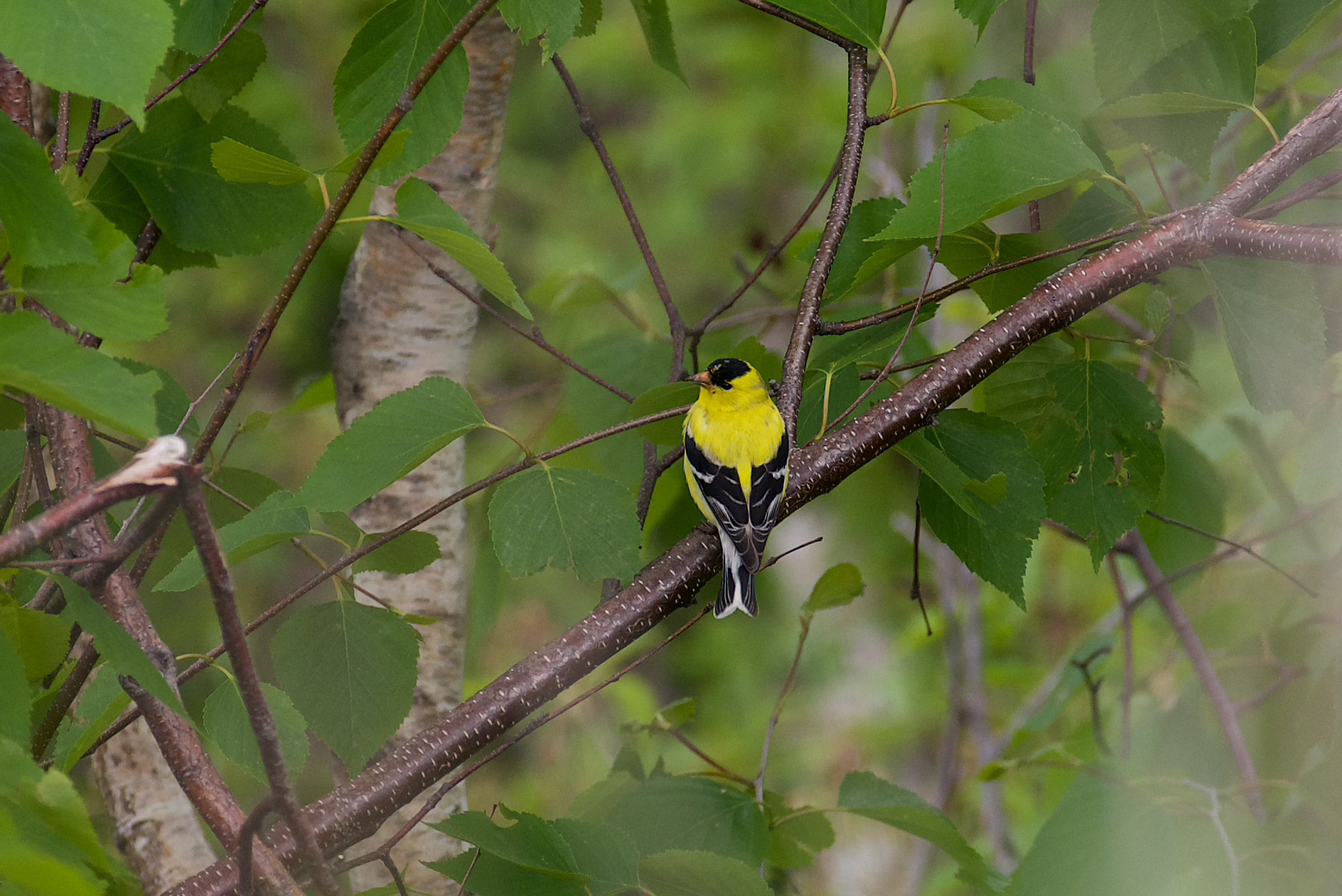 A small yellow and black bird is perched on a branch surrounded by green leaves.