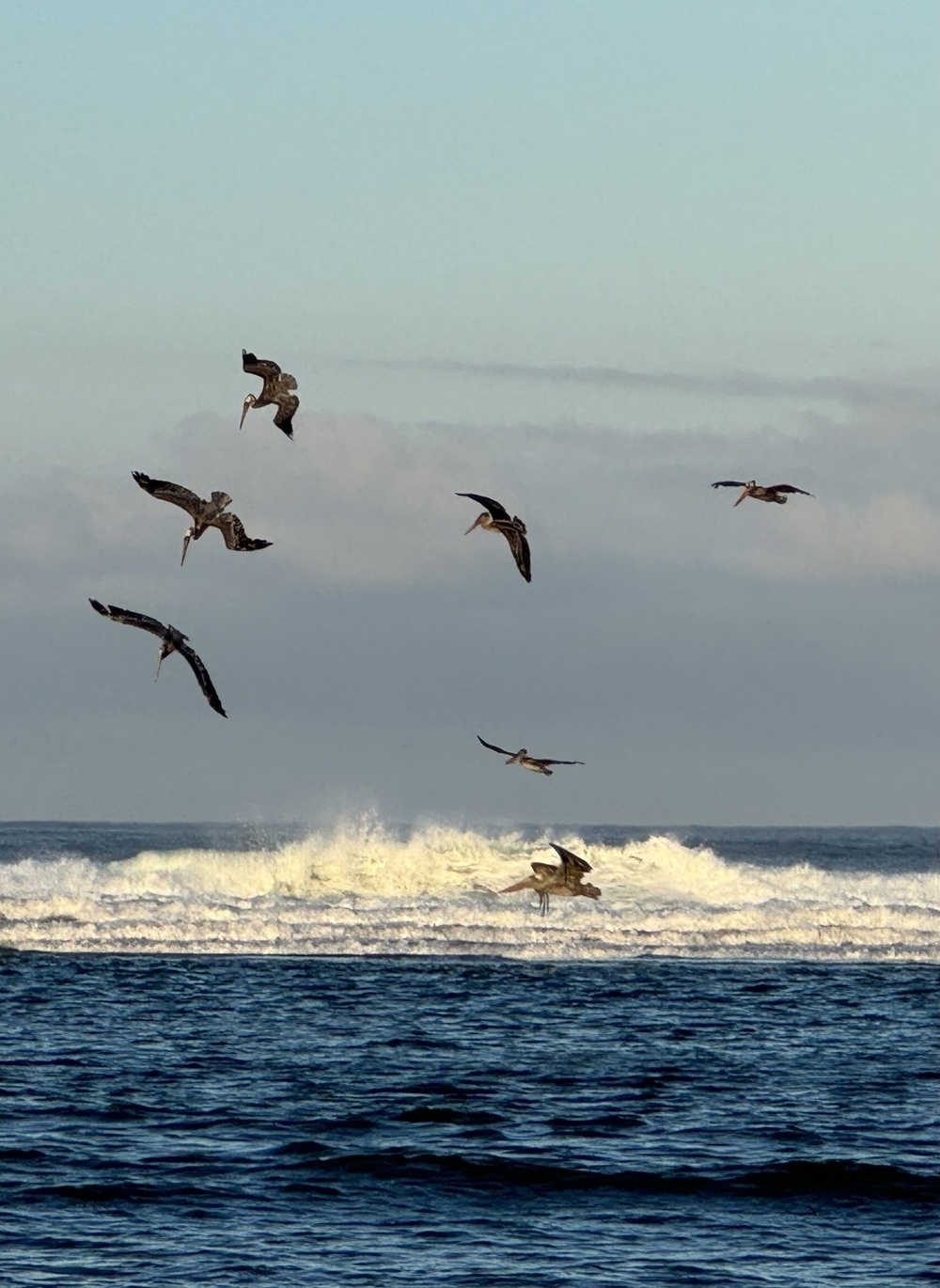 Pelicans diving into the waves. 