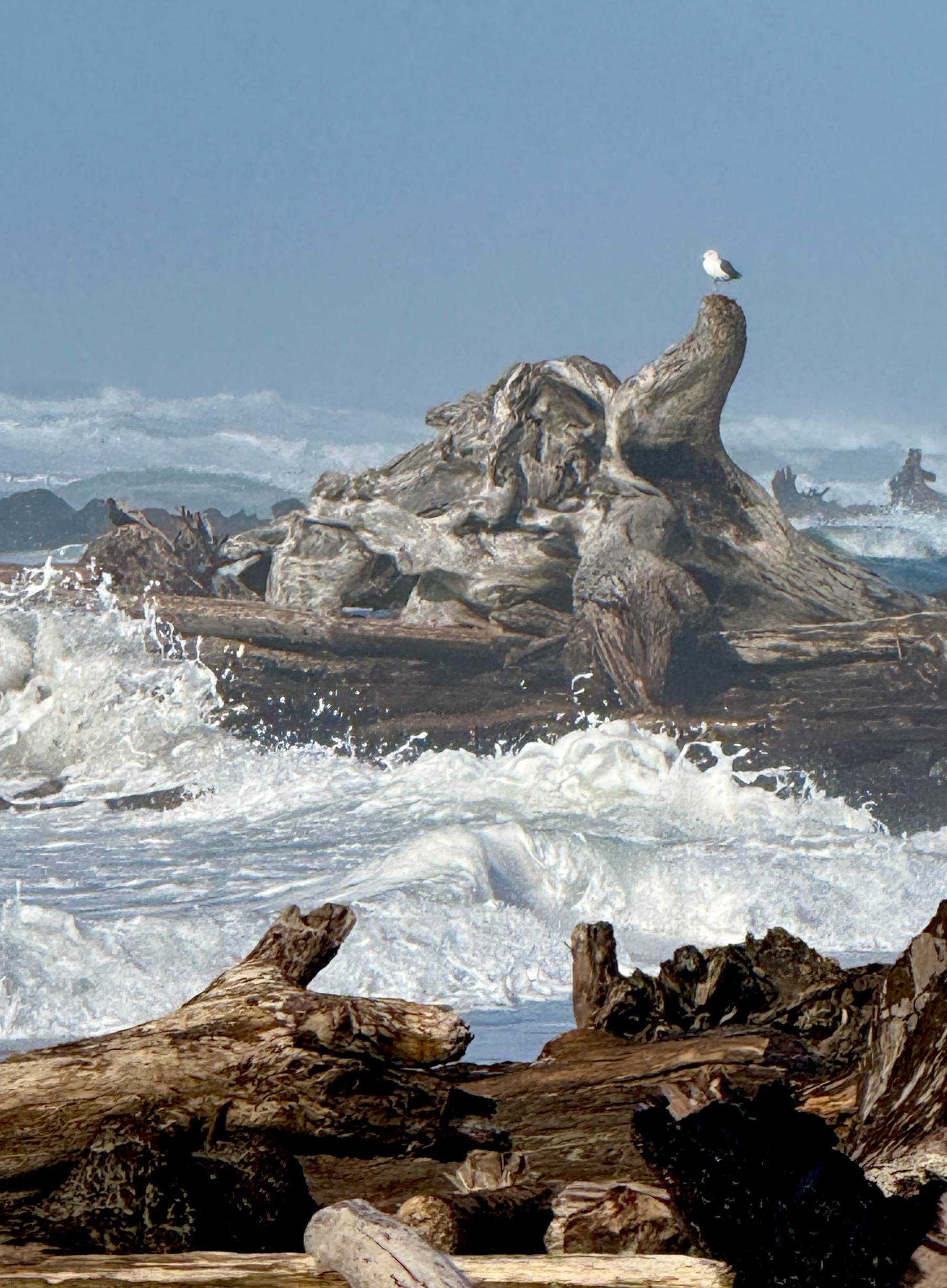 Seagull perched on a massive driftwood root on a jetty overlooking foamy waves. 