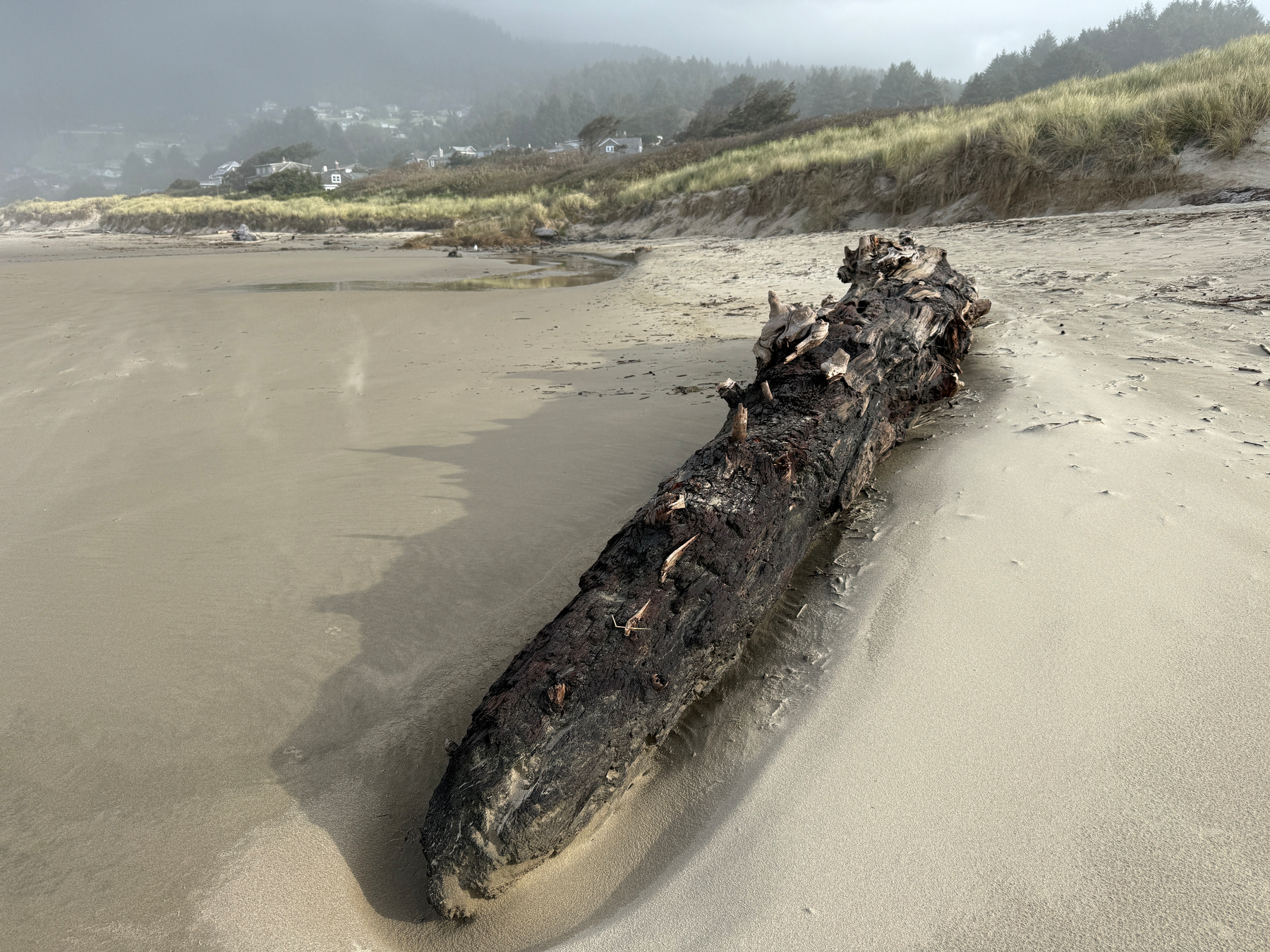 Large log on the sand near the dunes after another 