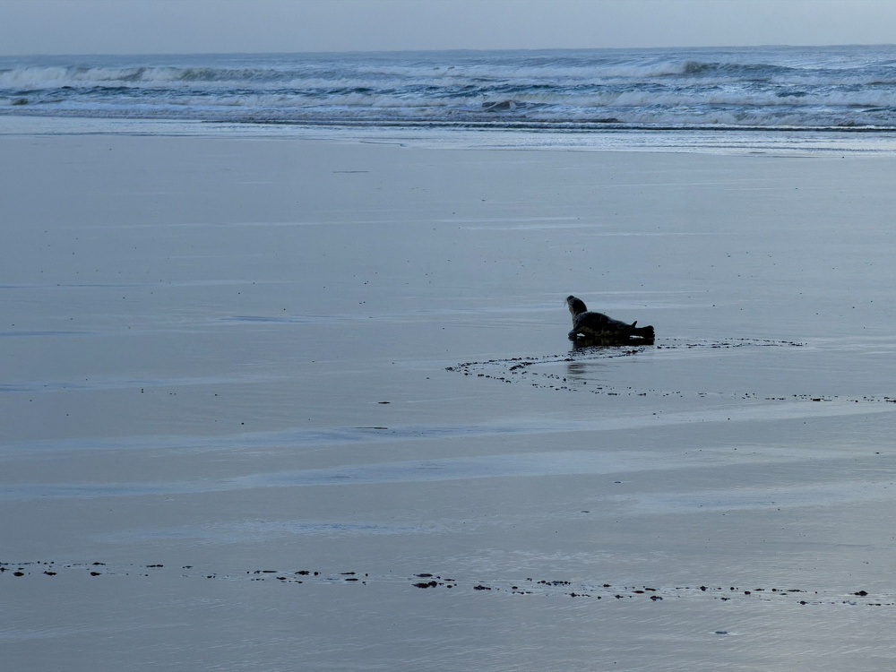 Seal pup on the beach at low tide, early morning light. 