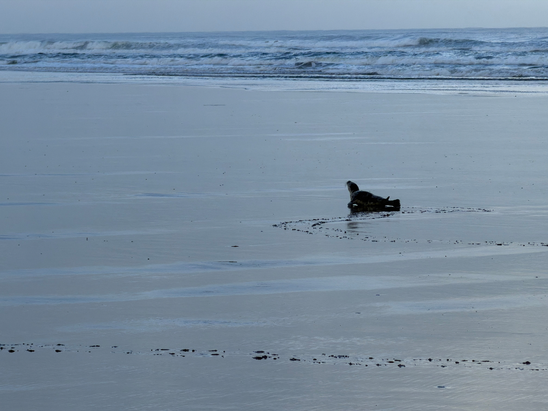Seal pup on the beach at low tide, early morning light. 