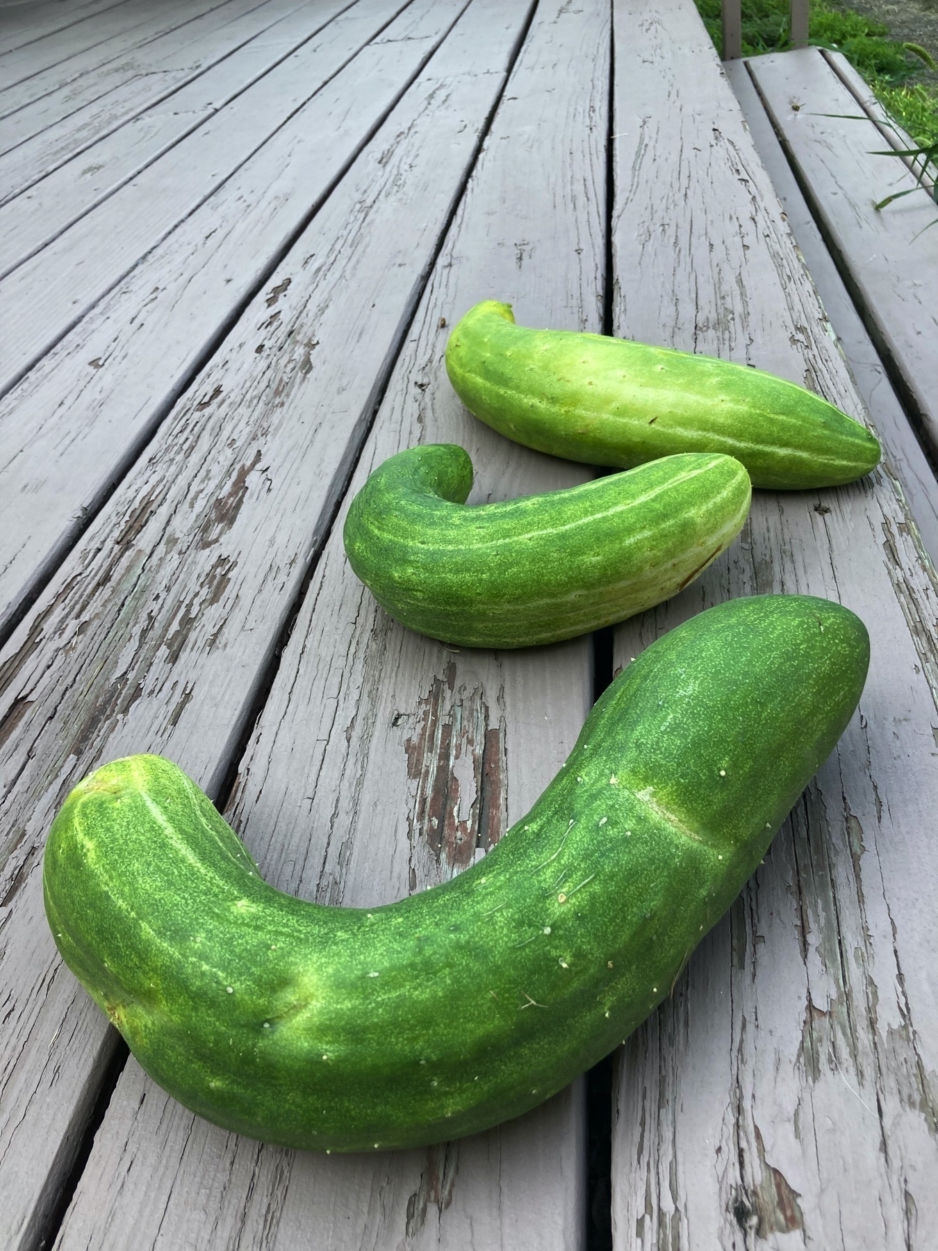 Bent, overgrown cucumbers laid on a wood deck