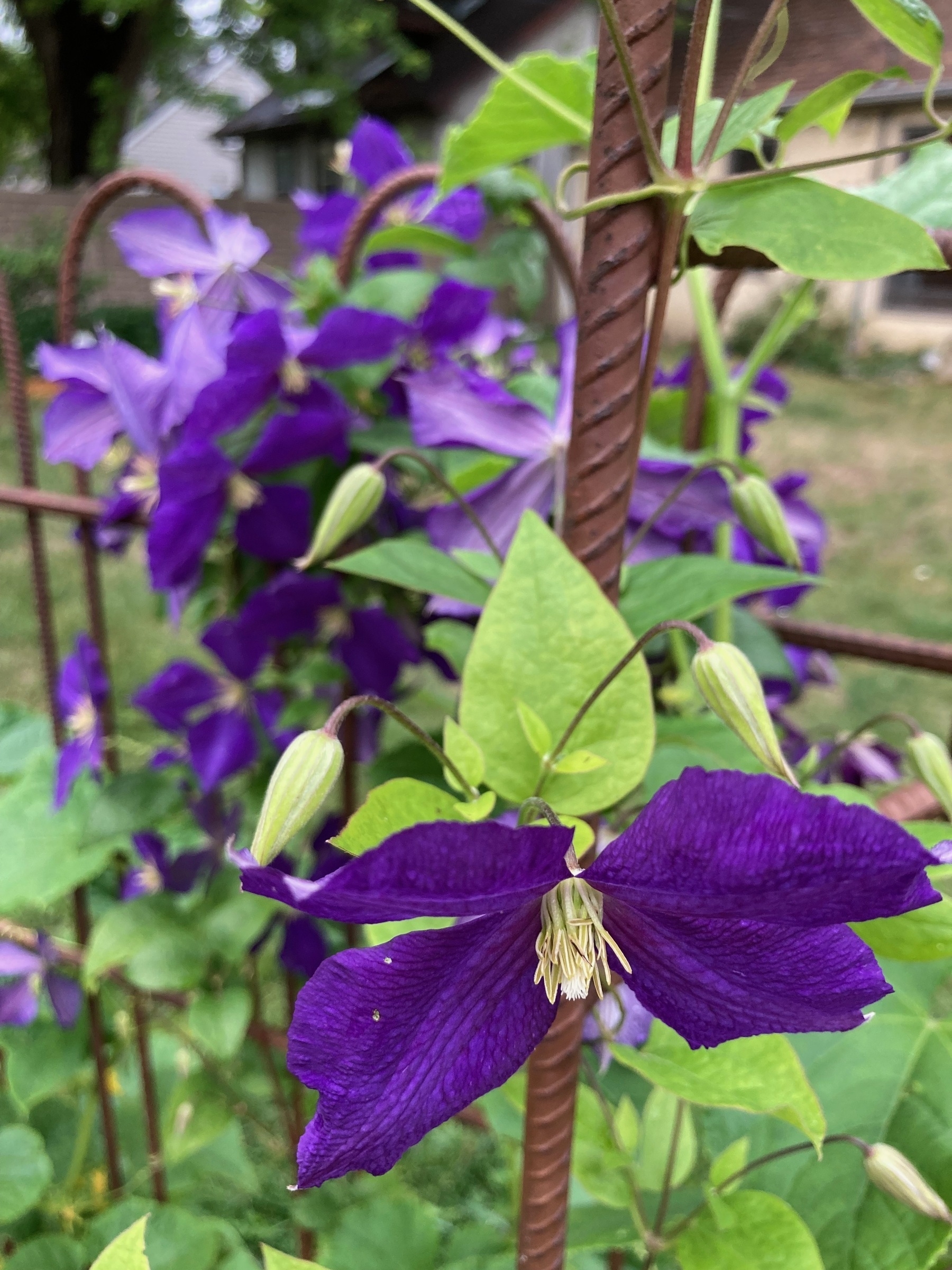 Purpled-flowered clematis vine wrapped around wrought-iron gate