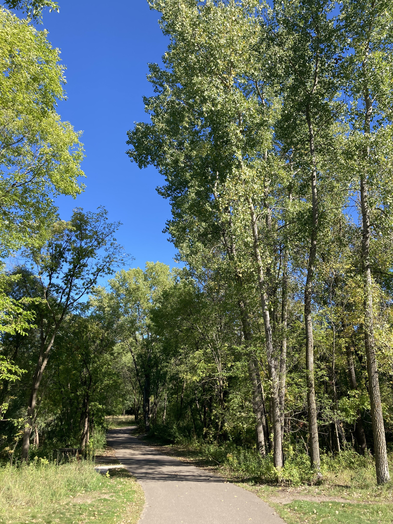 Blue skies, green trees, the trail ahead