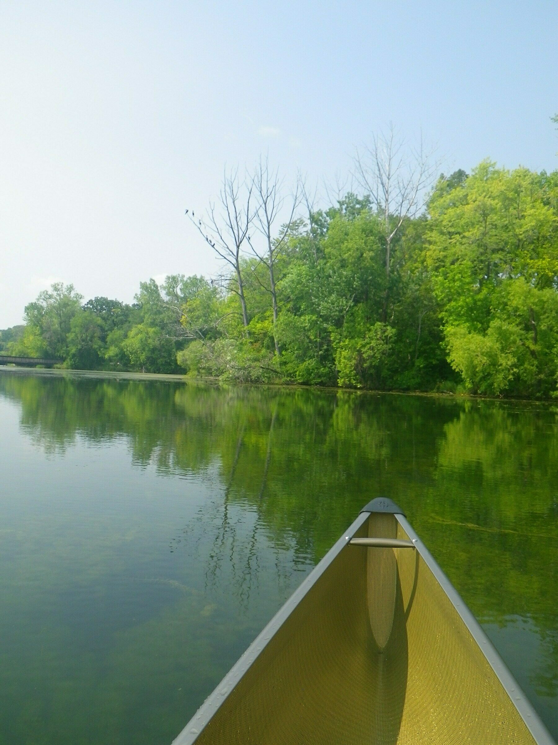 Calm lake and trees on shoreline, view from a canoe