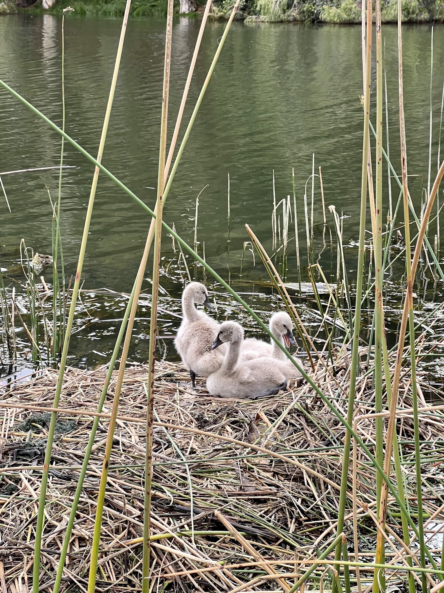 3 baby black swans on their nest