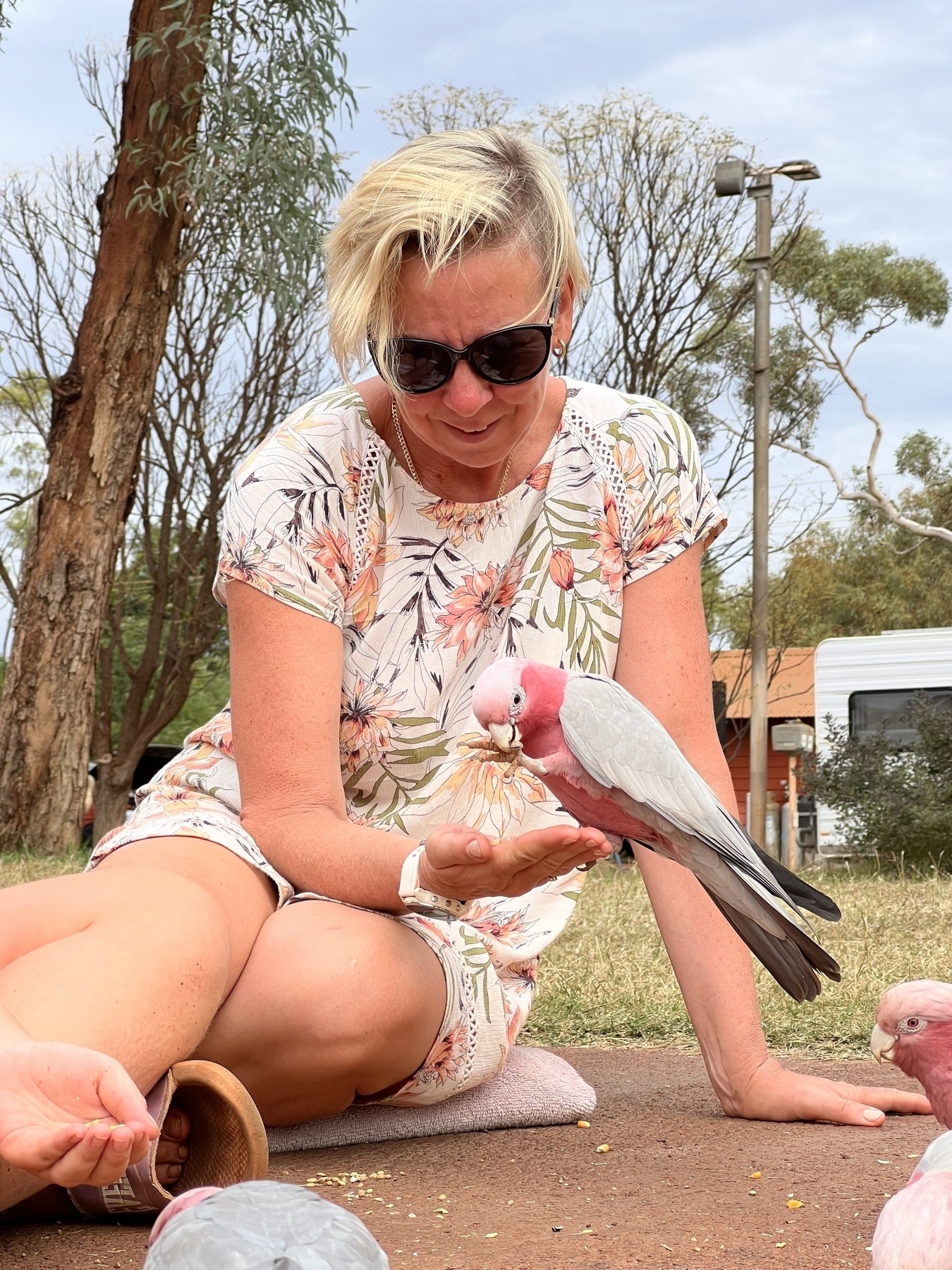 A seated woman with a Pink and Grey Galah standing on her hand. The Galah is eating seed off the hand. 