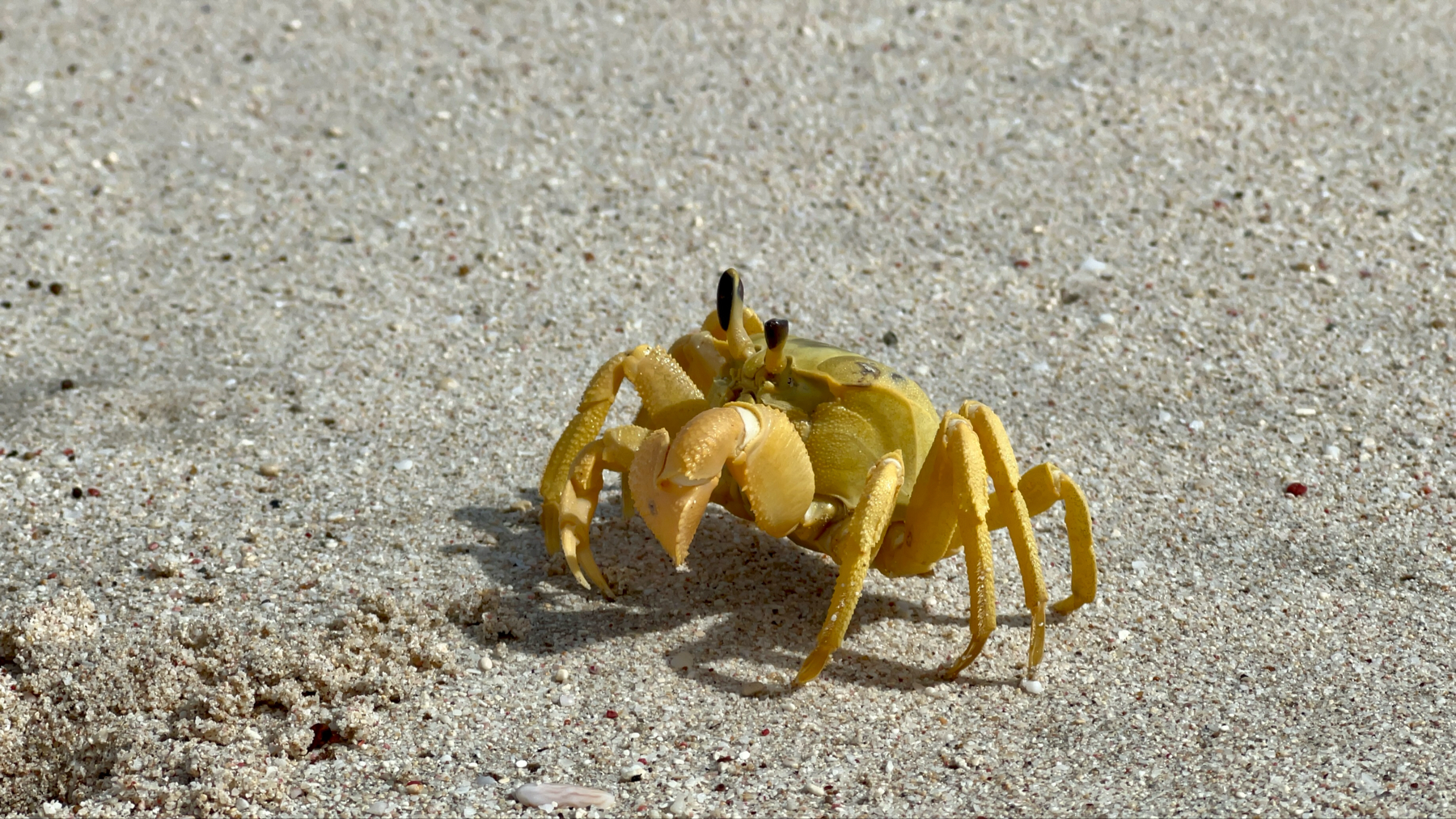 Big YellowCrab