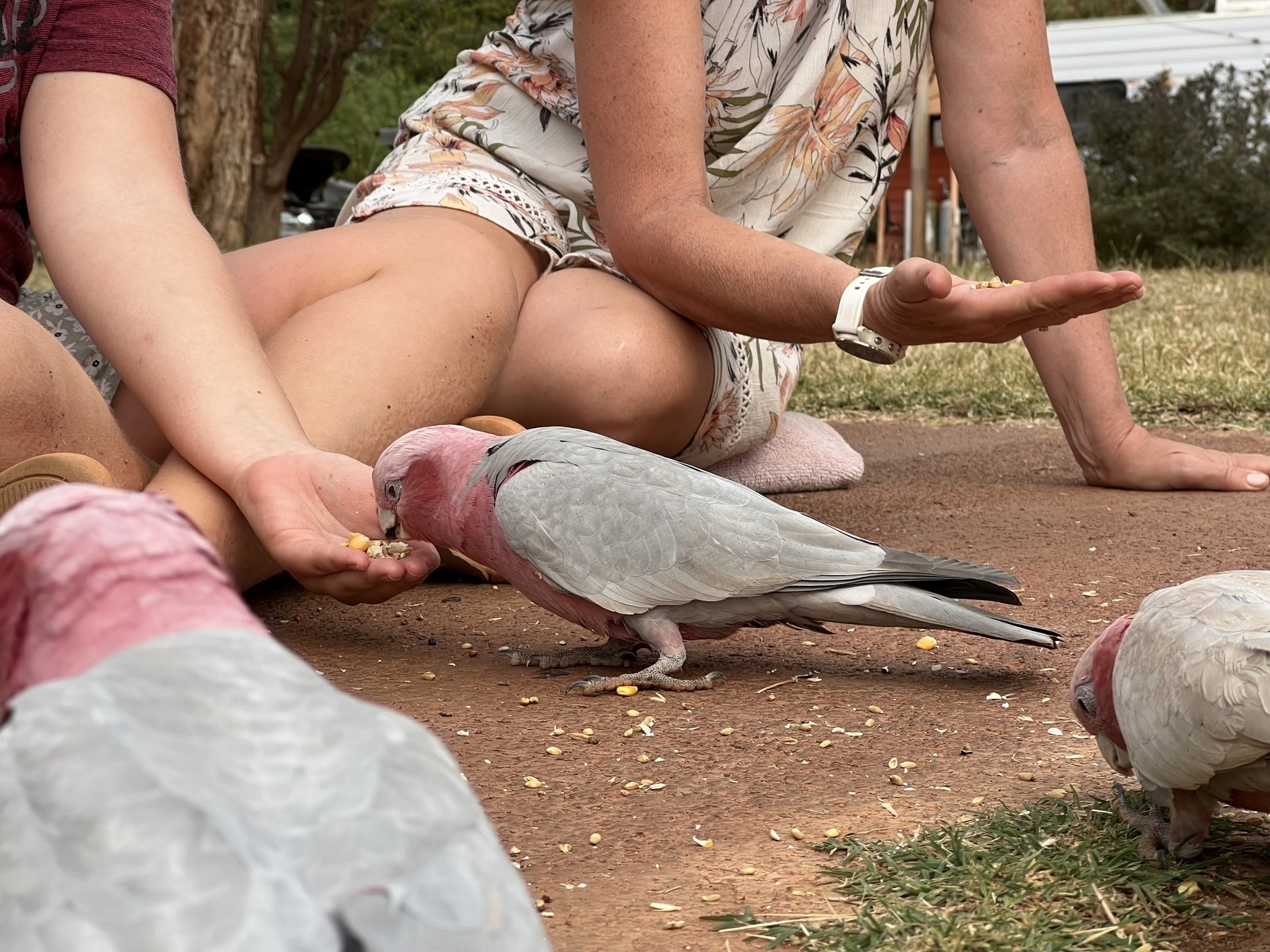 A bird eating out of a girls hand.