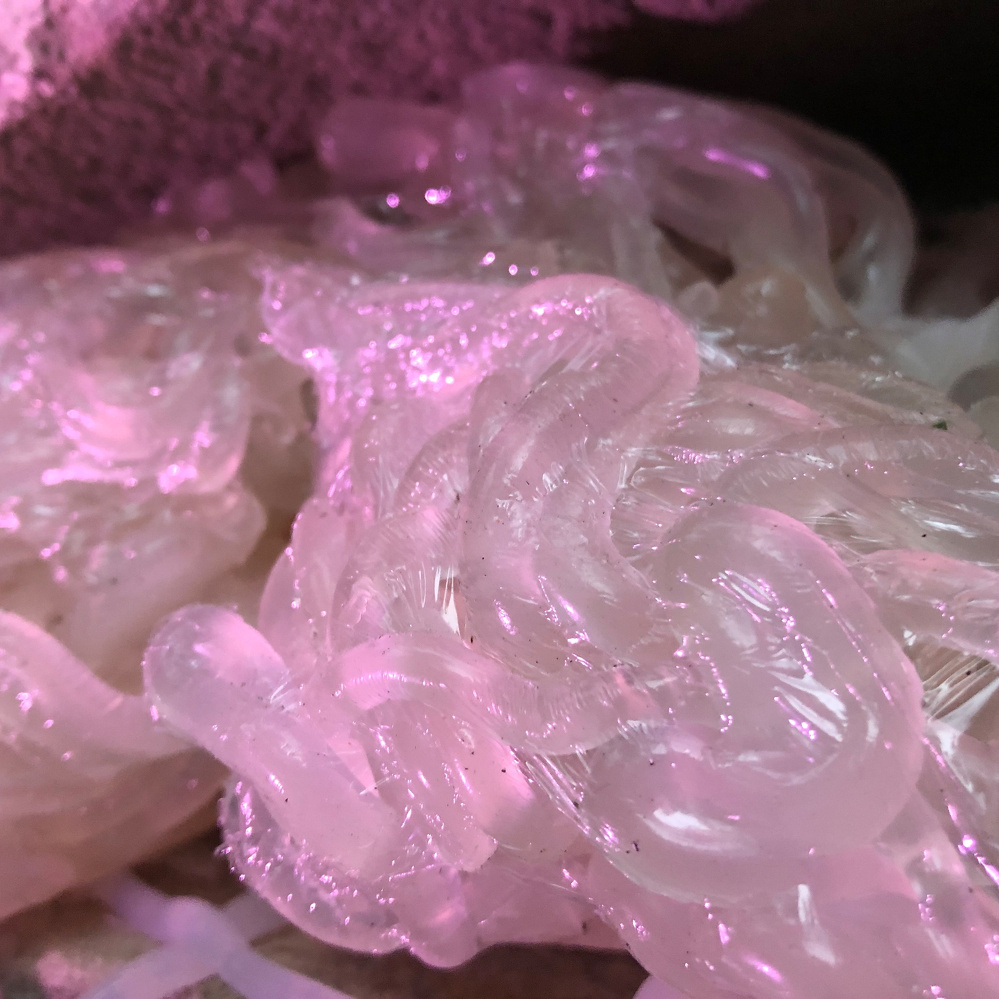 A cluster of translucent, gelatinous, worm-like structures with a pinkish hue is shown.