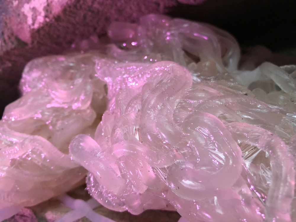 Translucent, wavy strands with a shiny texture are bathed in pink light, resembling a cluster of noodles or jelly.
