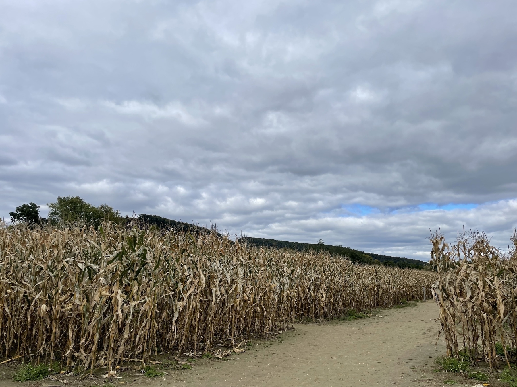 Corn maze with Mt. Sugarloaf in the background 