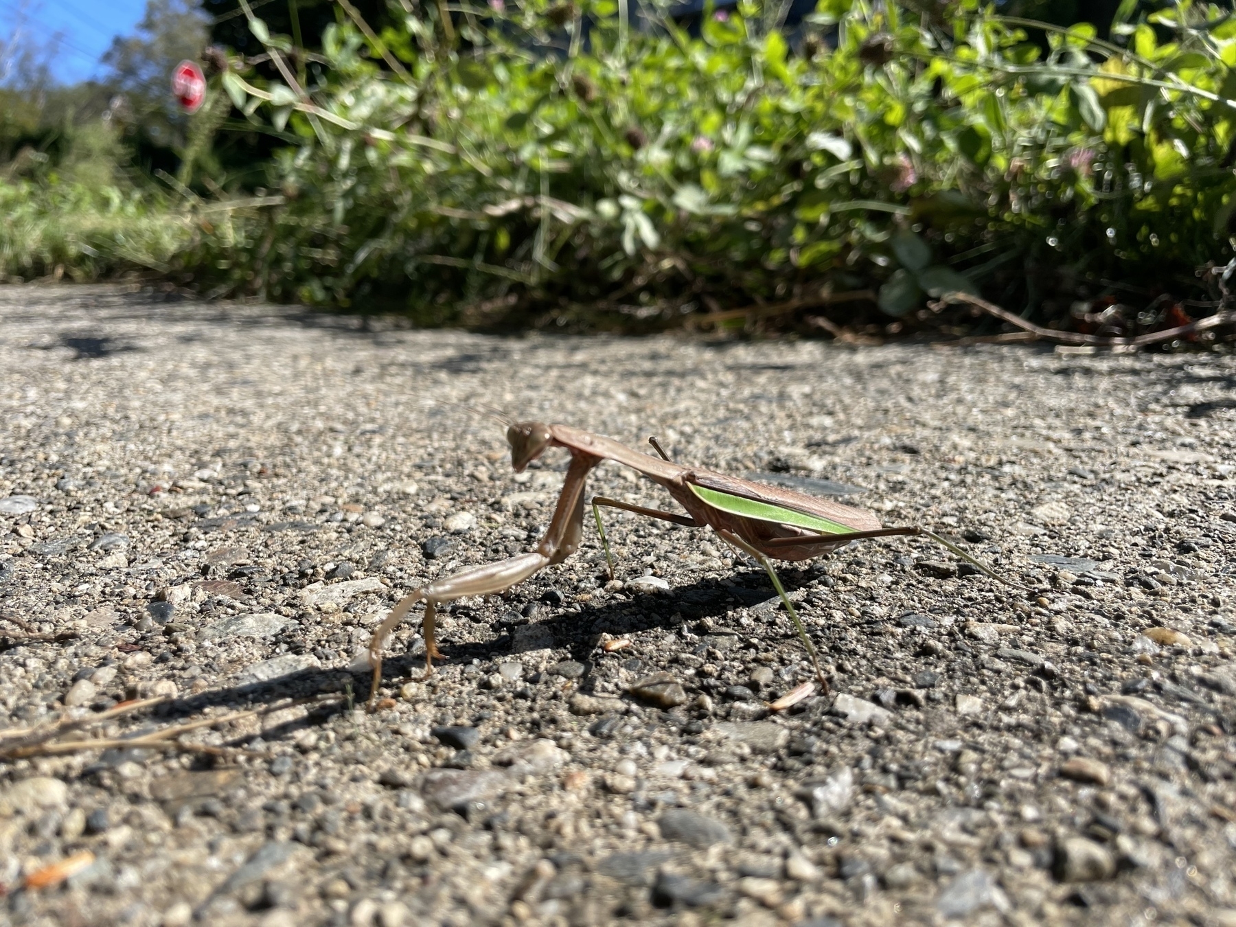 Praying mantis on the sidewalk 