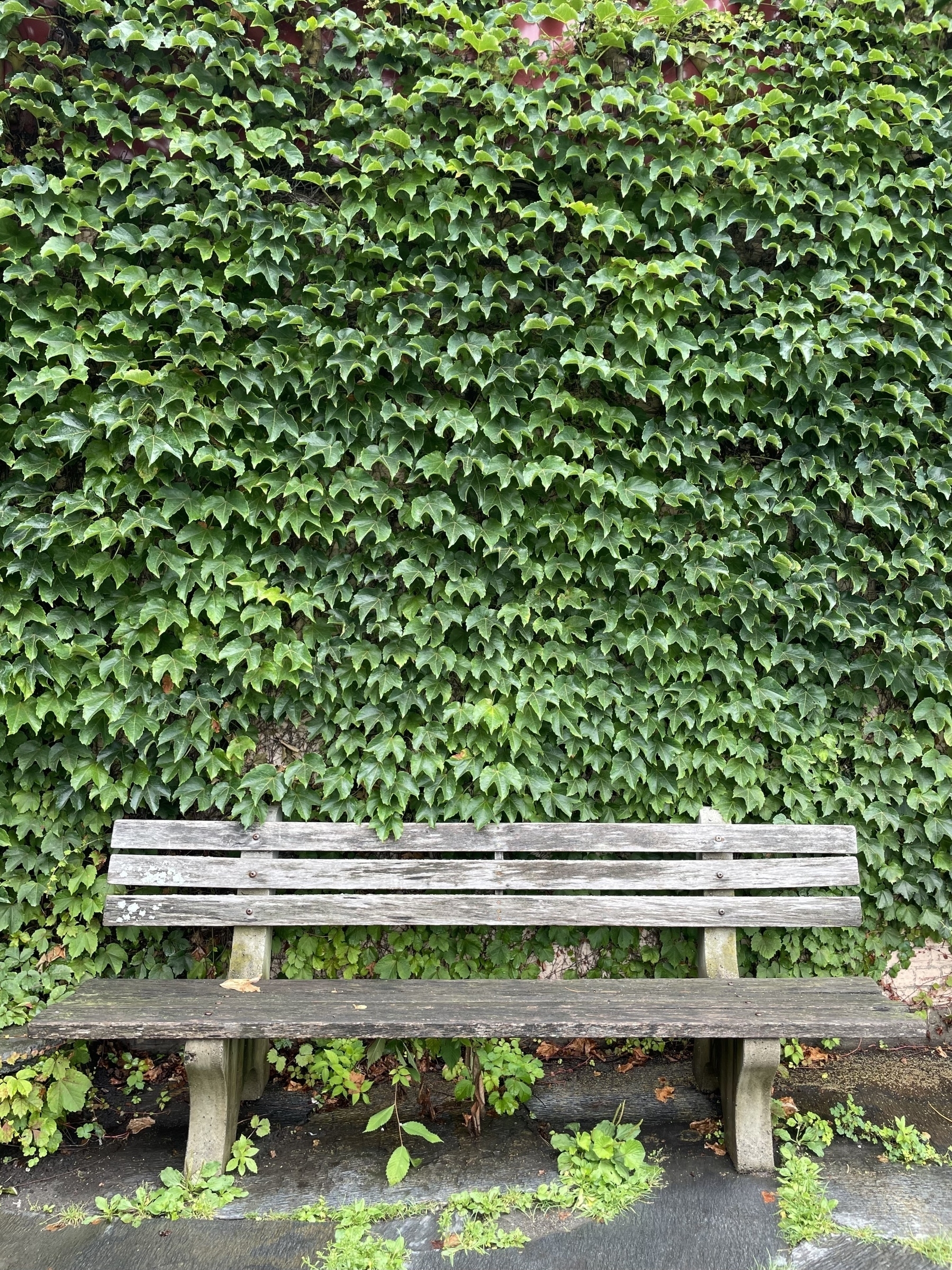 Wood bench in front of an ivy-covered wall