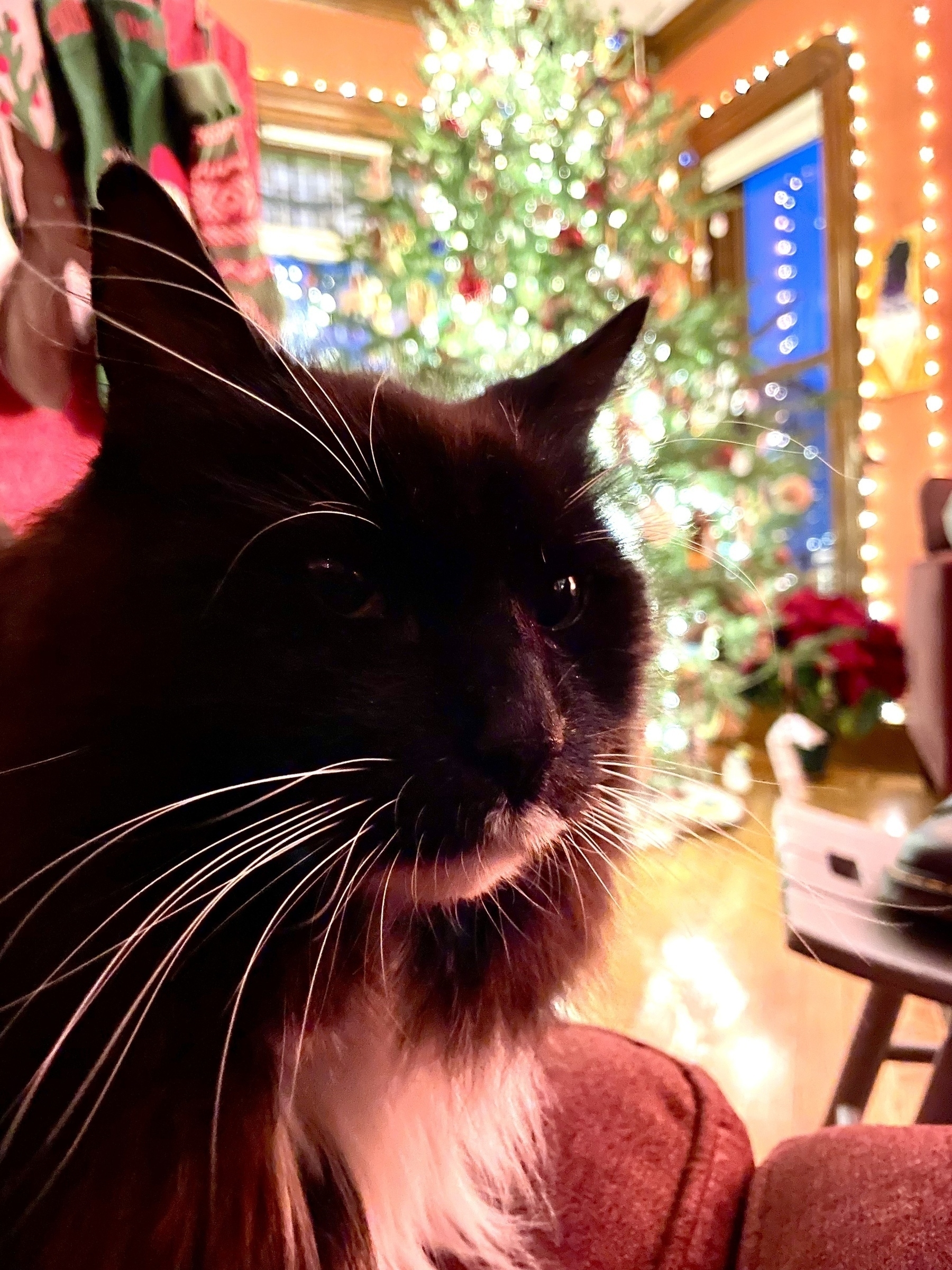 Cat with a Christmas tree in the background